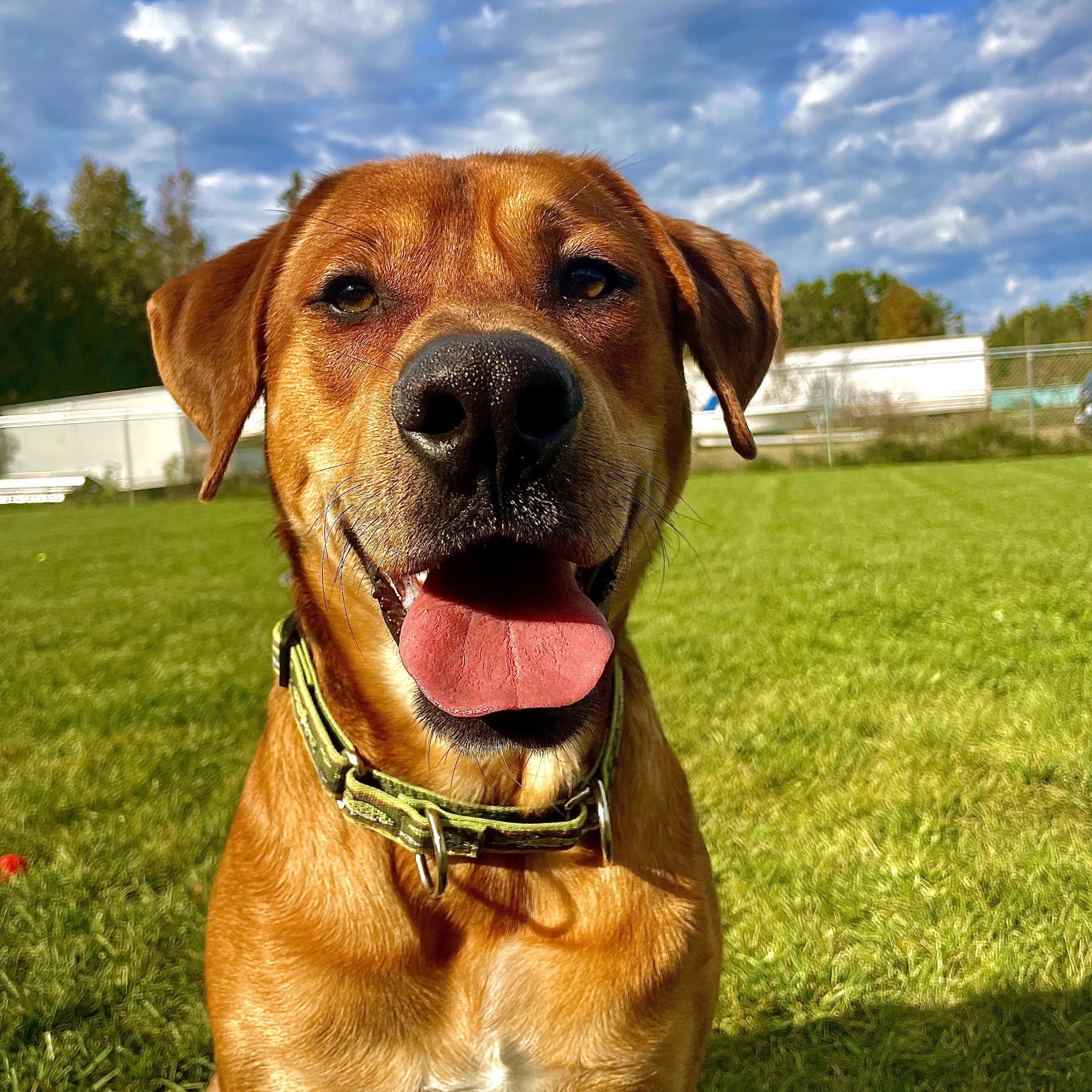 Rufus, Adoptable, Adult Male Labrador Retriever.