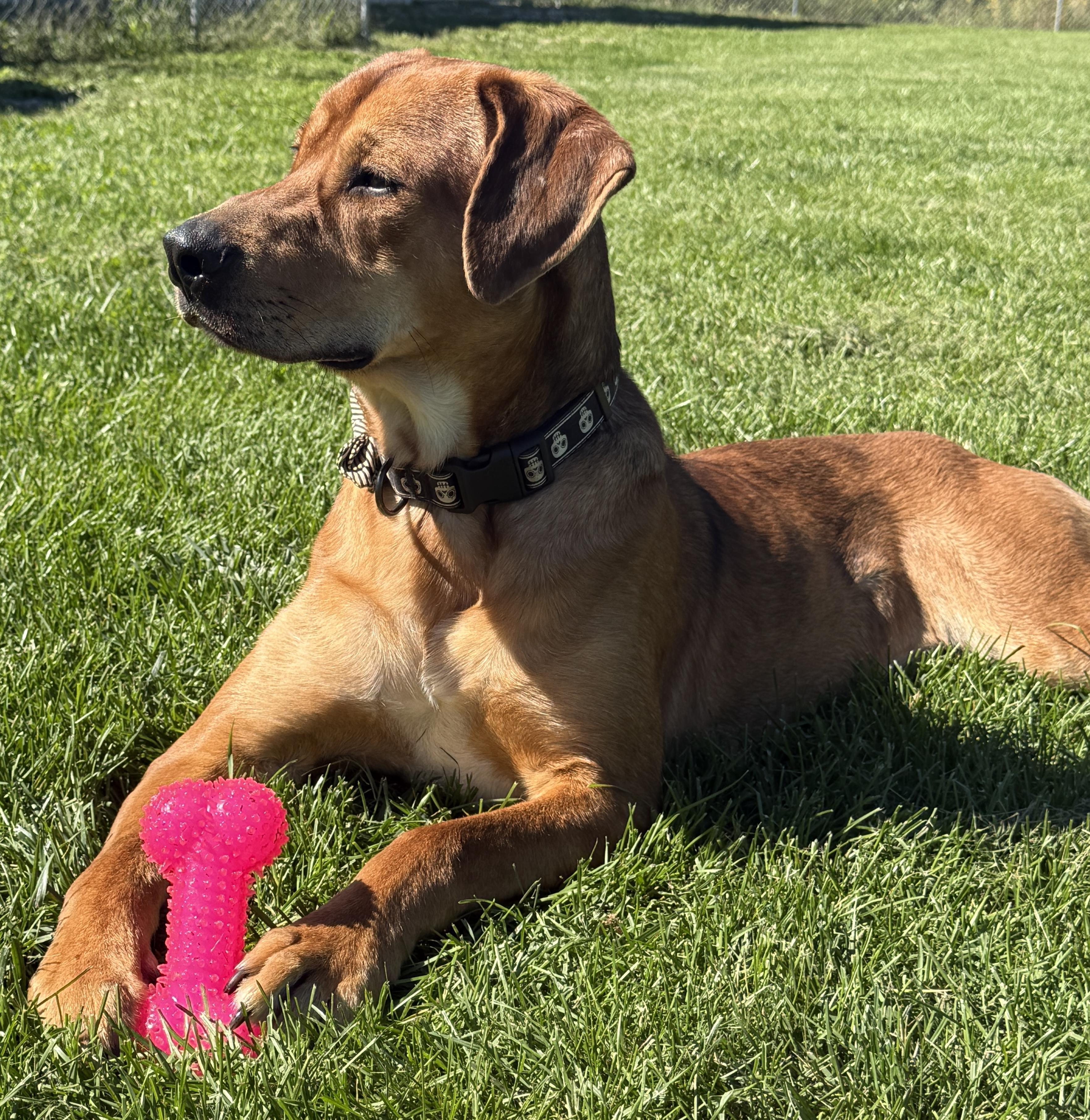 Enlarge Rufus, a Adoptable mixed breed in Alpena, MI image 4/4