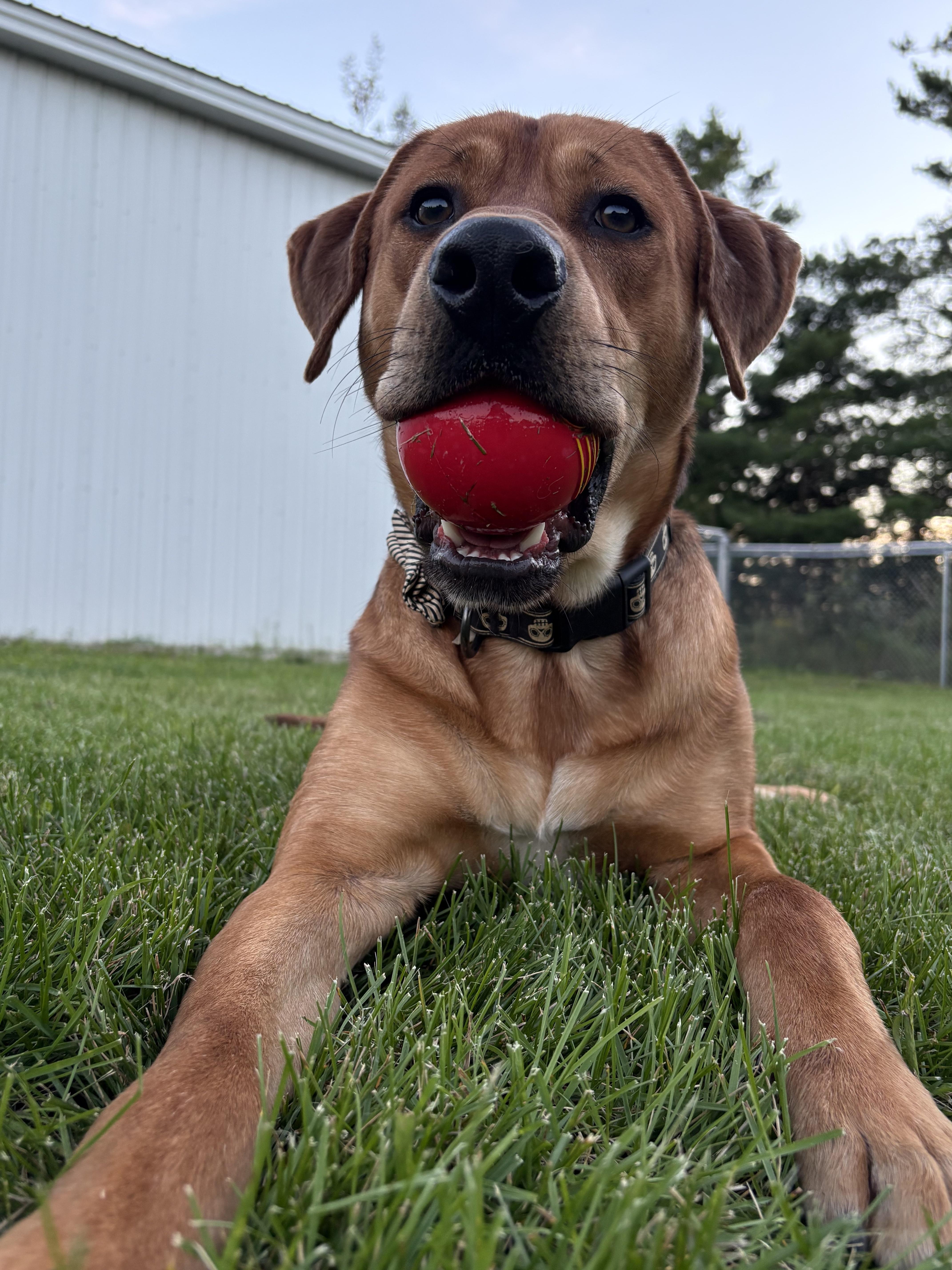 Enlarge Rufus, a Adoptable mixed breed in Alpena, MI image 2/4