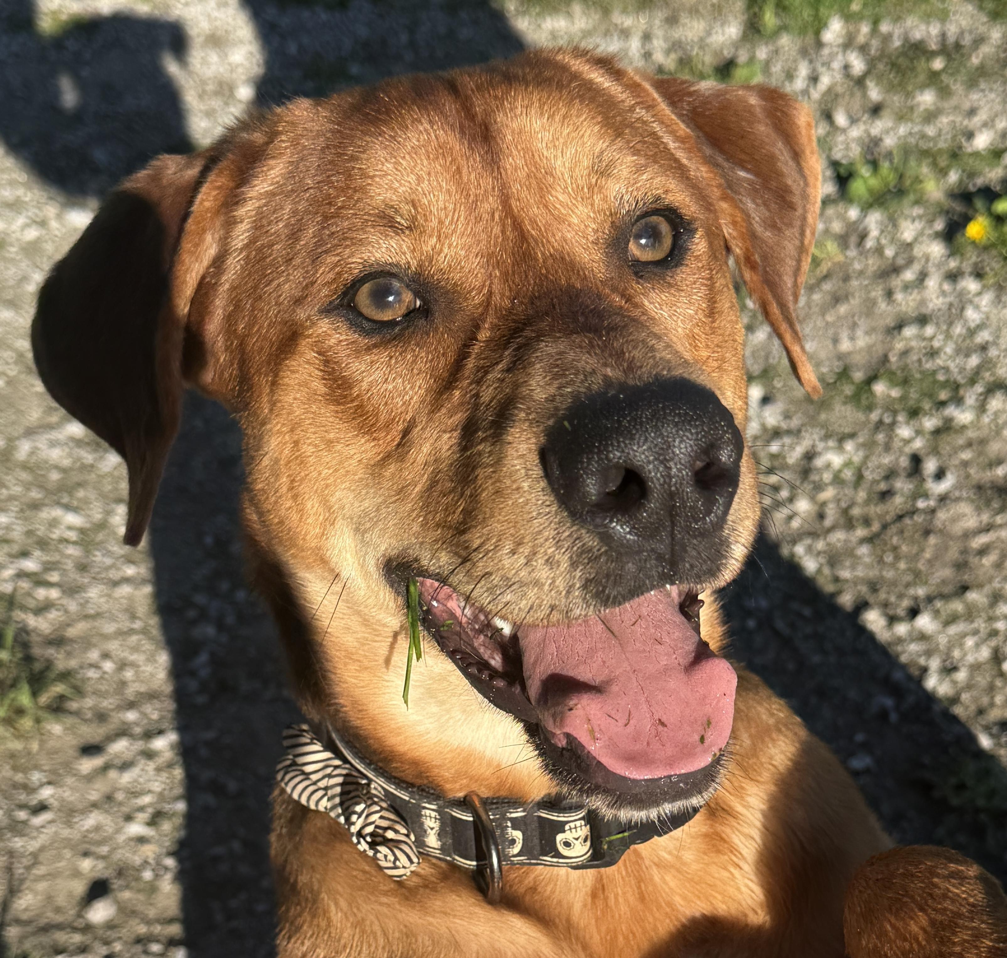 Enlarge Rufus, a Adoptable mixed breed in Alpena, MI image 3/4