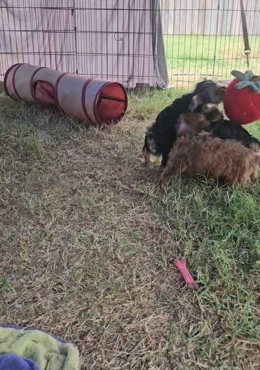 Enlarge Velma, an adopted Yorkshire Terrier in San Pedro, CA video 5/6