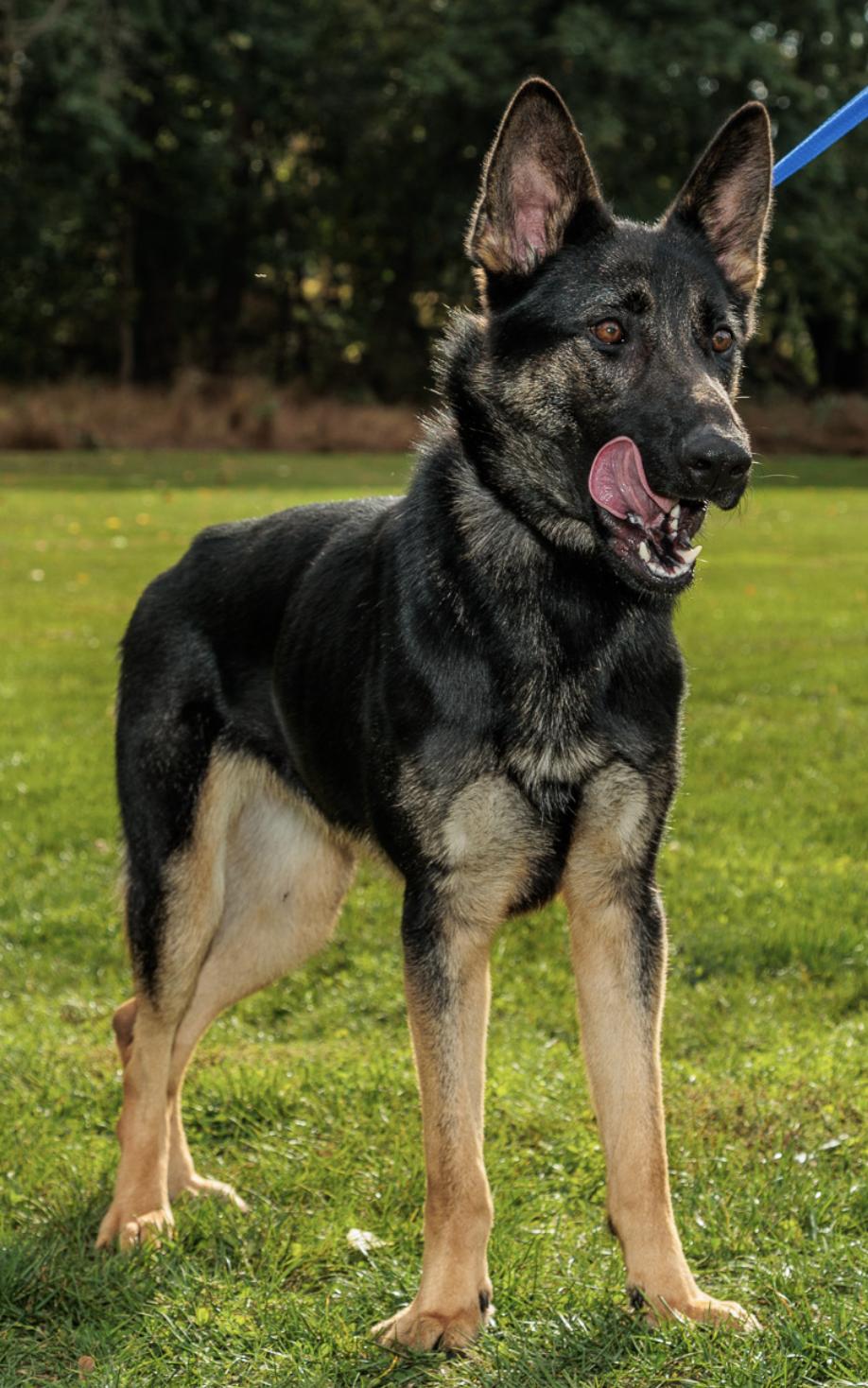 Enlarge Lindy, an adopted German Shepherd Dog in Chester Springs, PA image 1/2