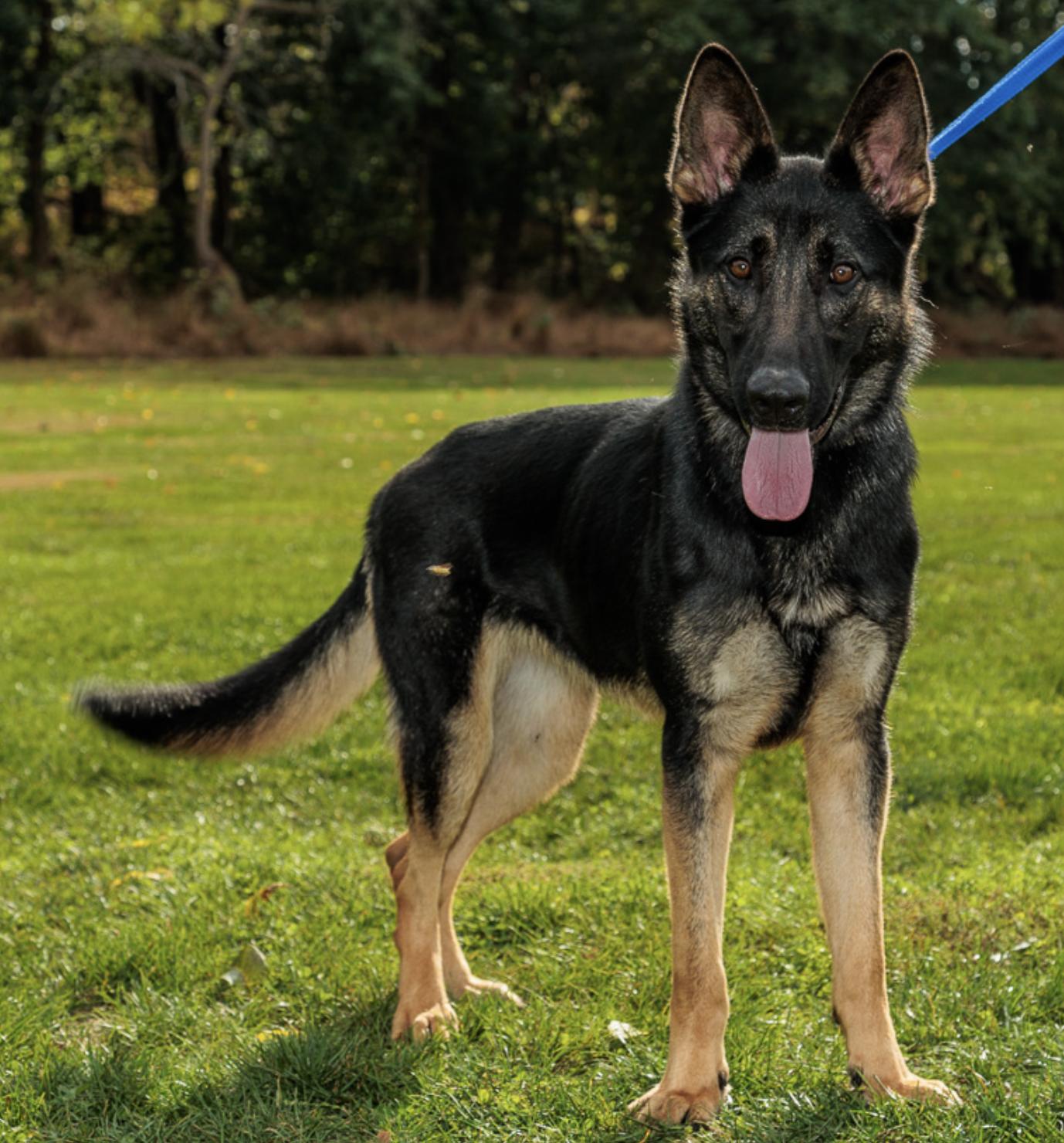 Enlarge Lindy, an adopted German Shepherd Dog in Chester Springs, PA image 2/2