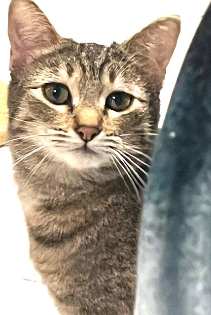 China, Adopted, Adult Female Domestic Short Hair.