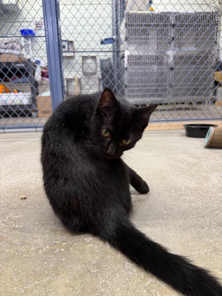 Lila, Adoptable, Kitten Female Domestic Short Hair.