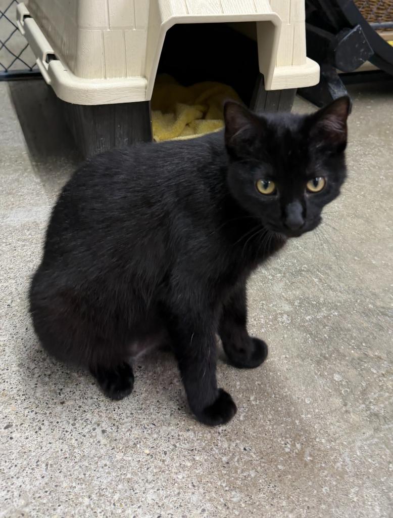 Lila, a Adoptable mixed breed in Lagrange, IN image 3/3