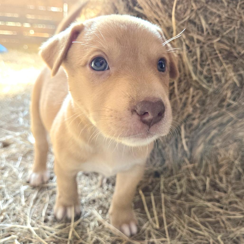 Niya, Adoptable, Puppy Female Shepherd.
