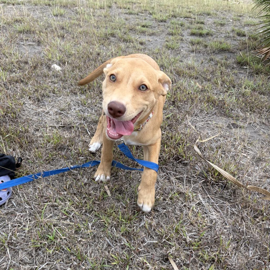 Enlarge Niya, a Adoptable Shepherd in Harlingen, TX image 2/3