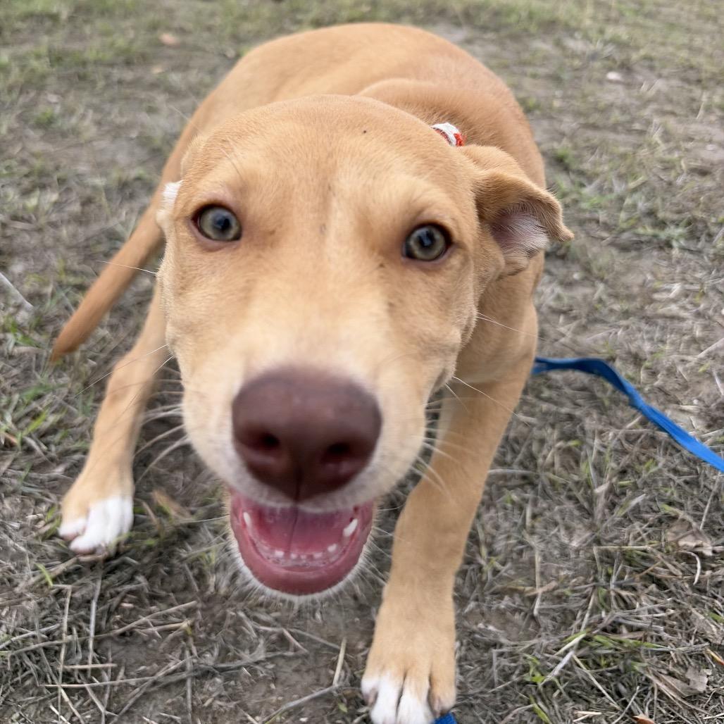 Enlarge Niya, a Adoptable Shepherd in Harlingen, TX image 3/3