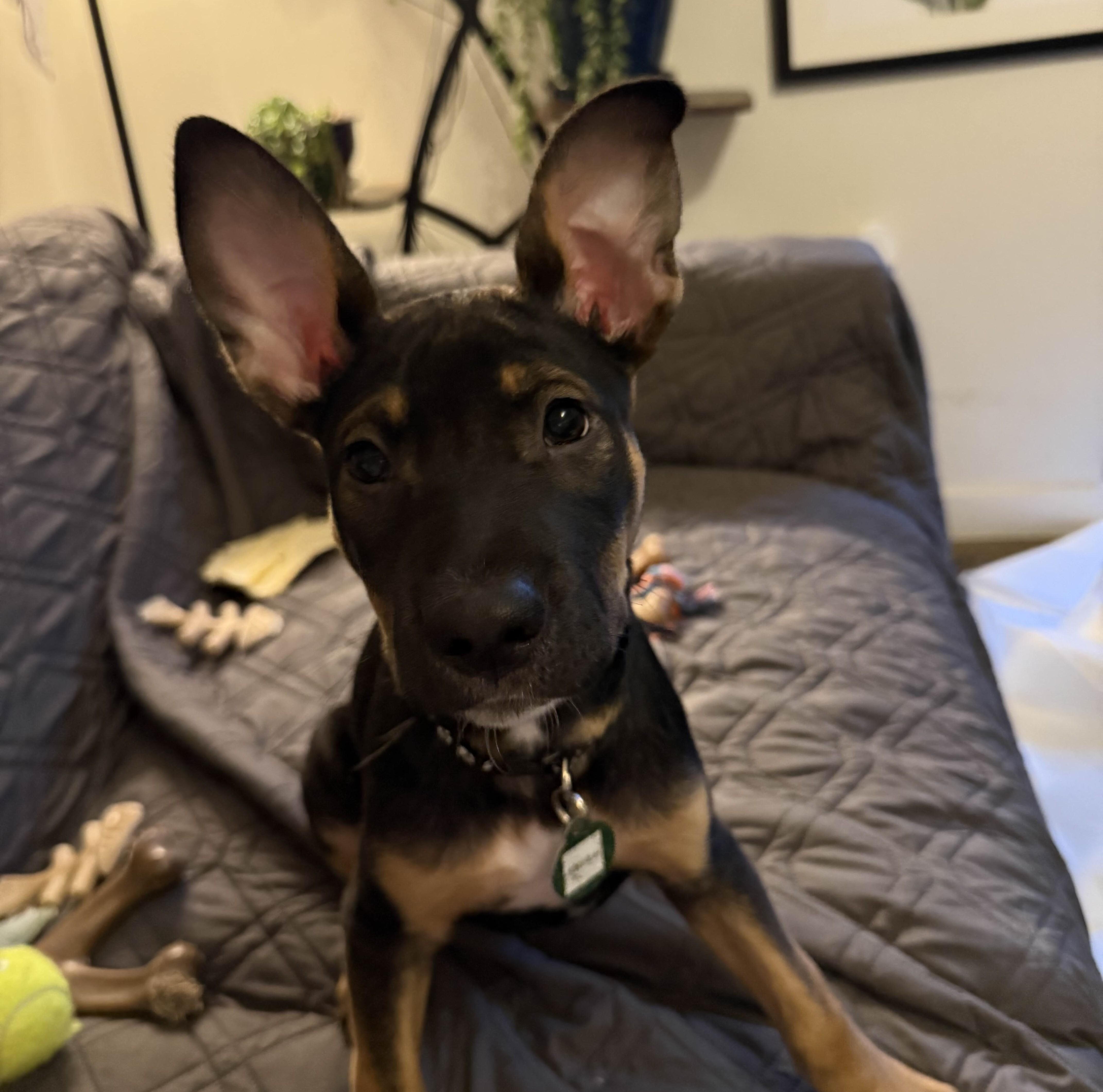 Enlarge Flicker, a ADOPTABLE mixed breed in Seattle, WA image 2/5