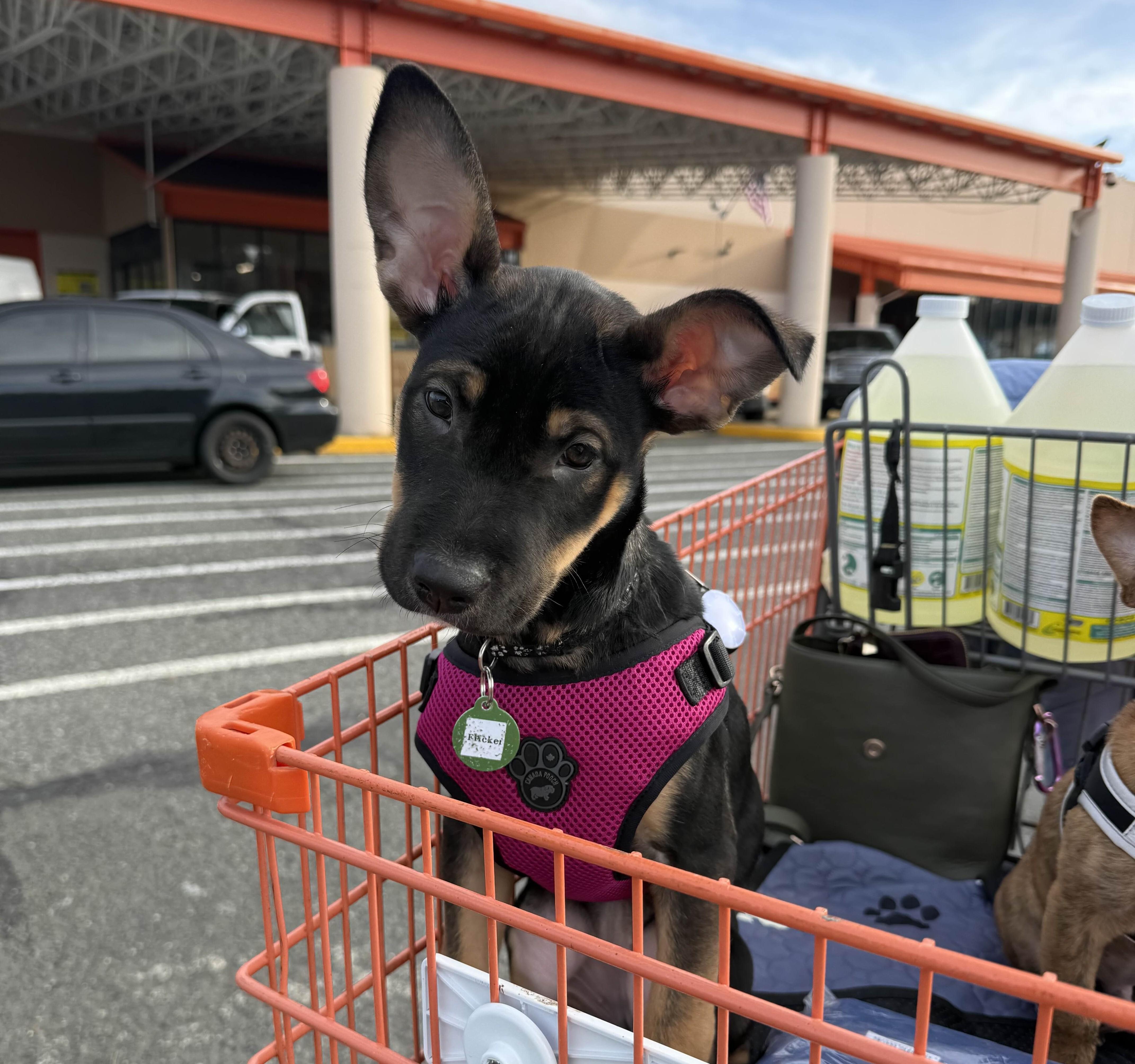 Enlarge Flicker, a ADOPTABLE mixed breed in Seattle, WA image 4/5