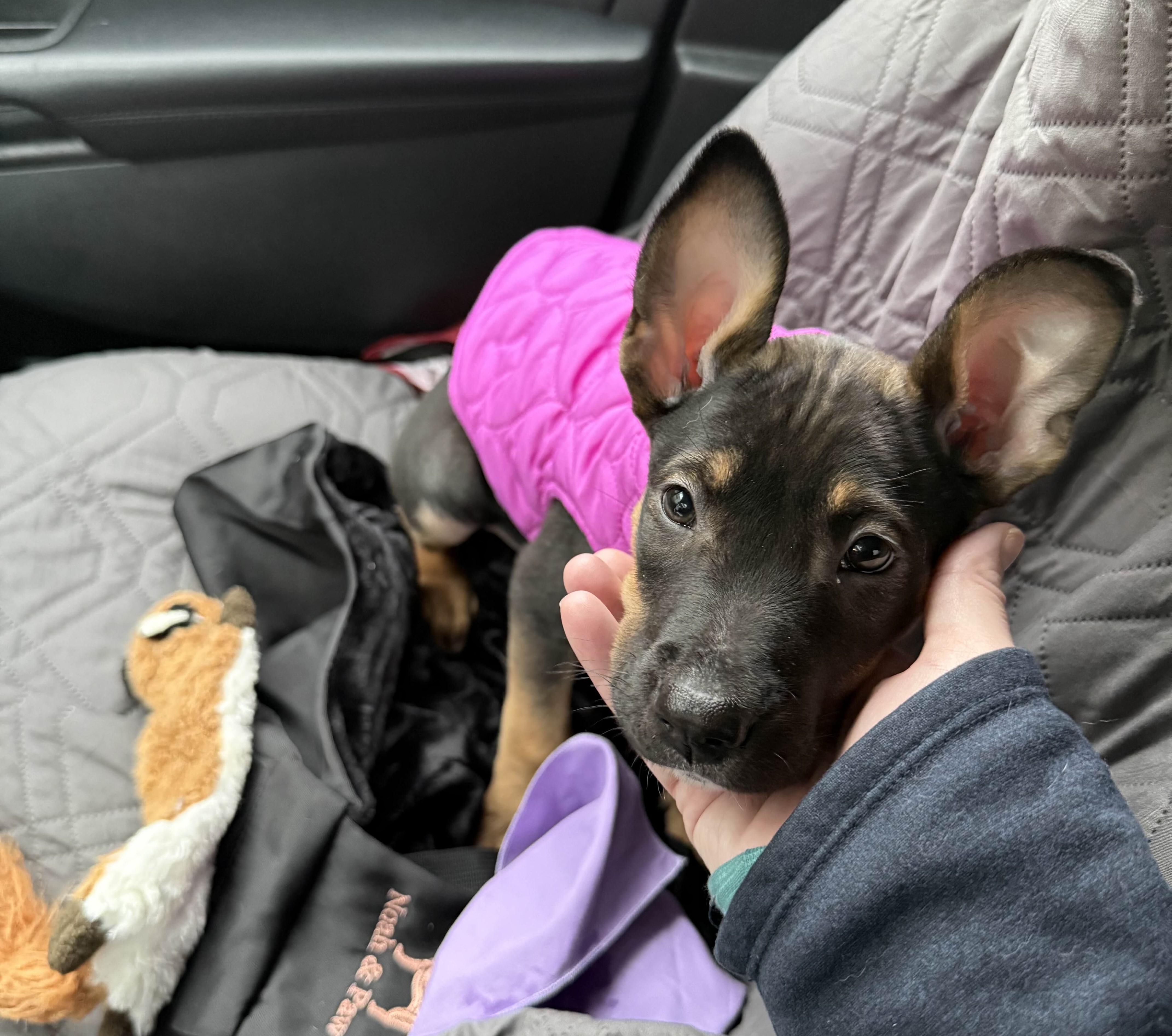 Enlarge Flicker, a ADOPTABLE mixed breed in Seattle, WA image 1/5