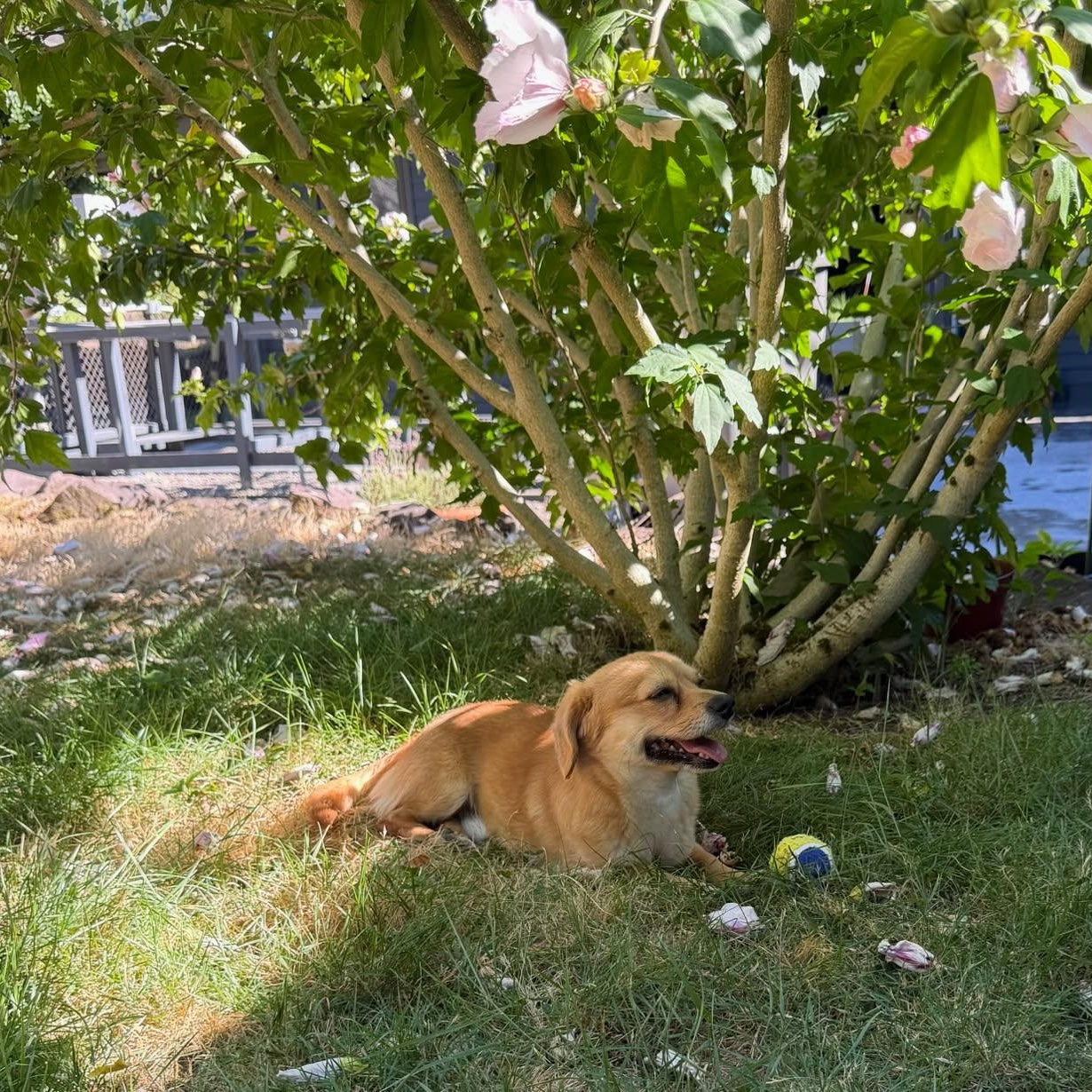 Enlarge Pinetree - Daschund Mix Needs Patient Home to Thrive, a Adoptable mixed breed in Seattle, WA image 4/6