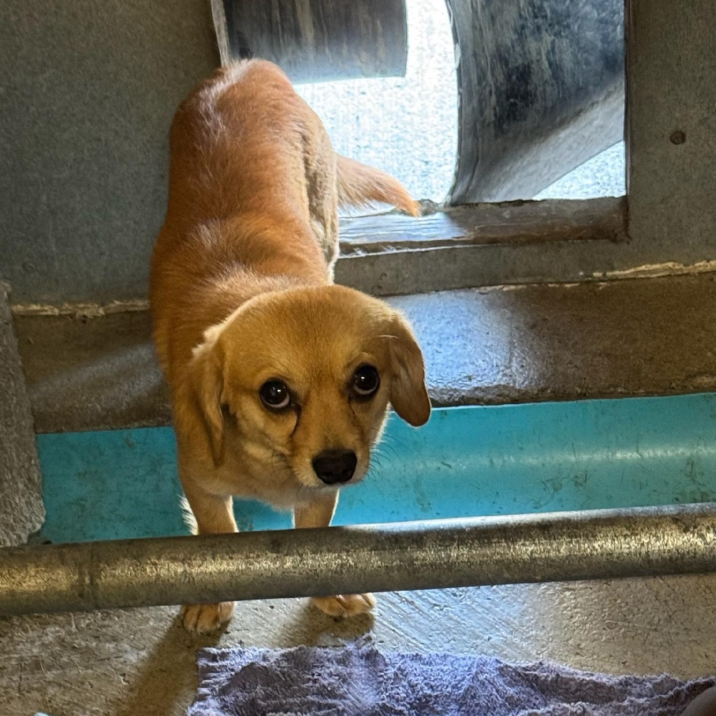 Enlarge Pinetree - Daschund Mix Needs Patient Home to Thrive, a Adoptable mixed breed in Seattle, WA image 6/6