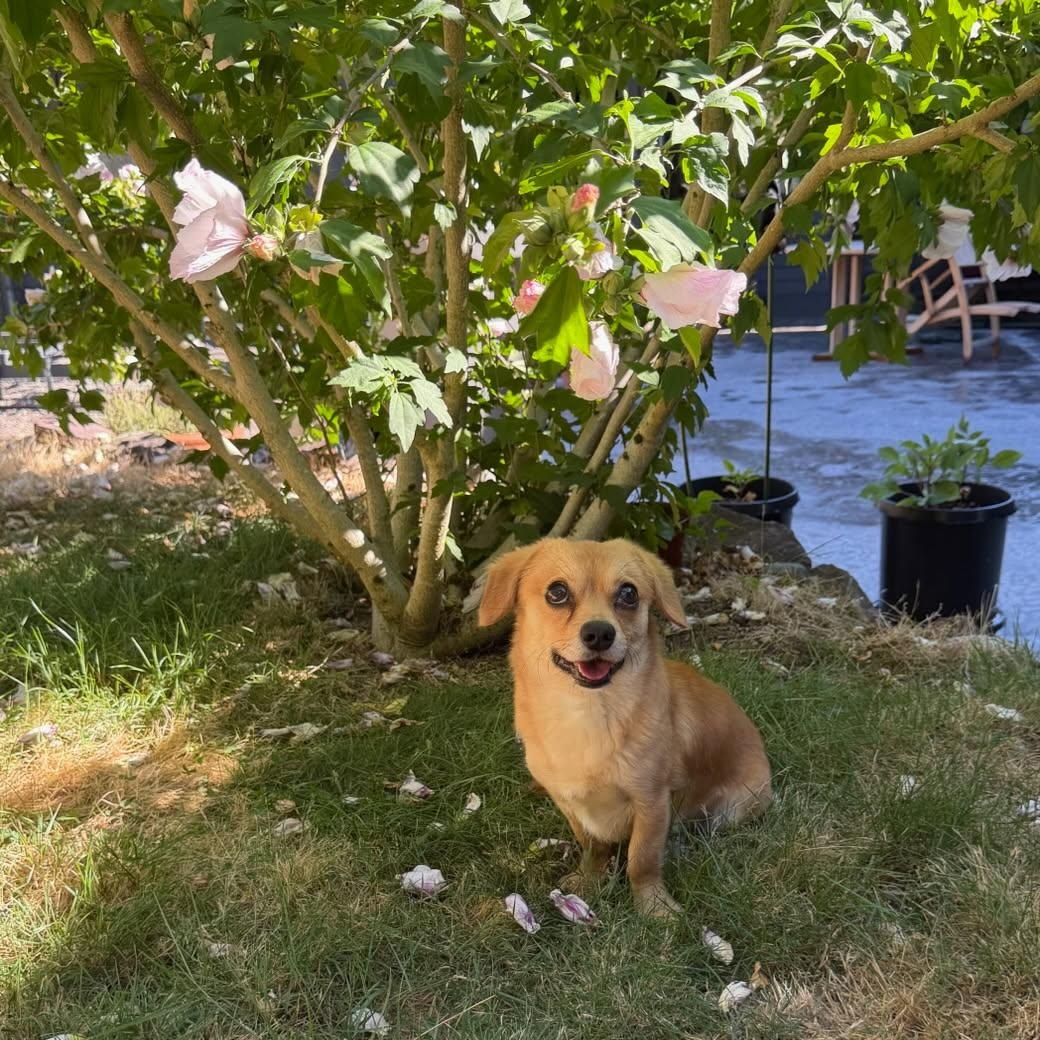 Enlarge Pinetree - Daschund Mix Needs Patient Home to Thrive, a Adoptable mixed breed in Seattle, WA image 2/6