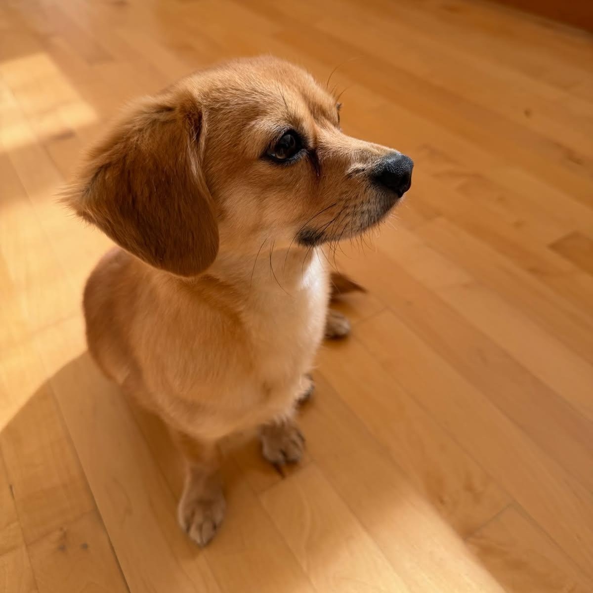 Pinetree - Daschund Mix Needs Patient Home to Thrive, Adoptable, Adult Male Dachshund & Chihuahua.