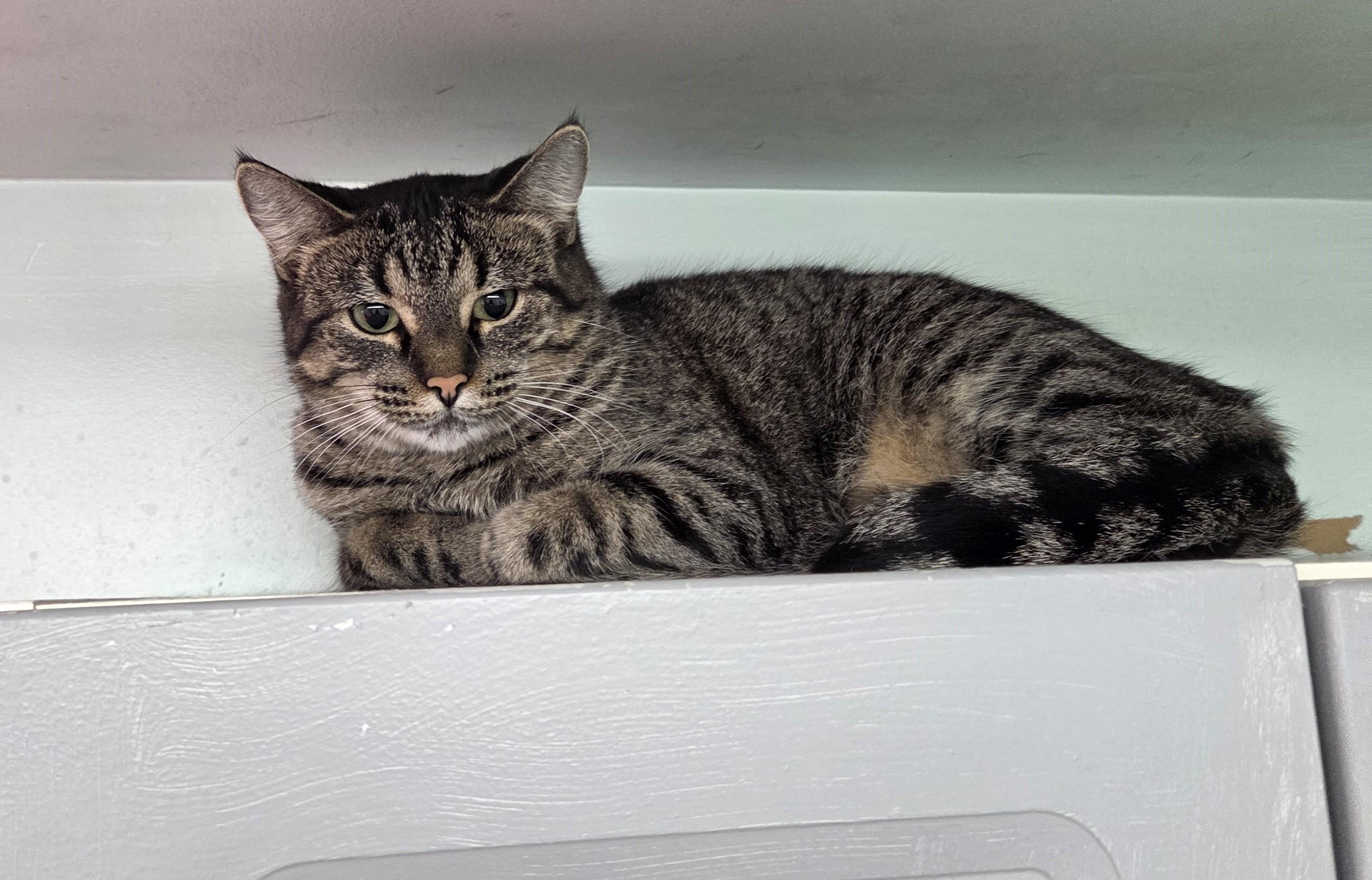 Cheerio, an adopted mixed breed in Carsonville, MI image 5/6