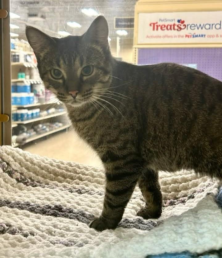 Cheerio, an adopted mixed breed in Carsonville, MI image 1/6