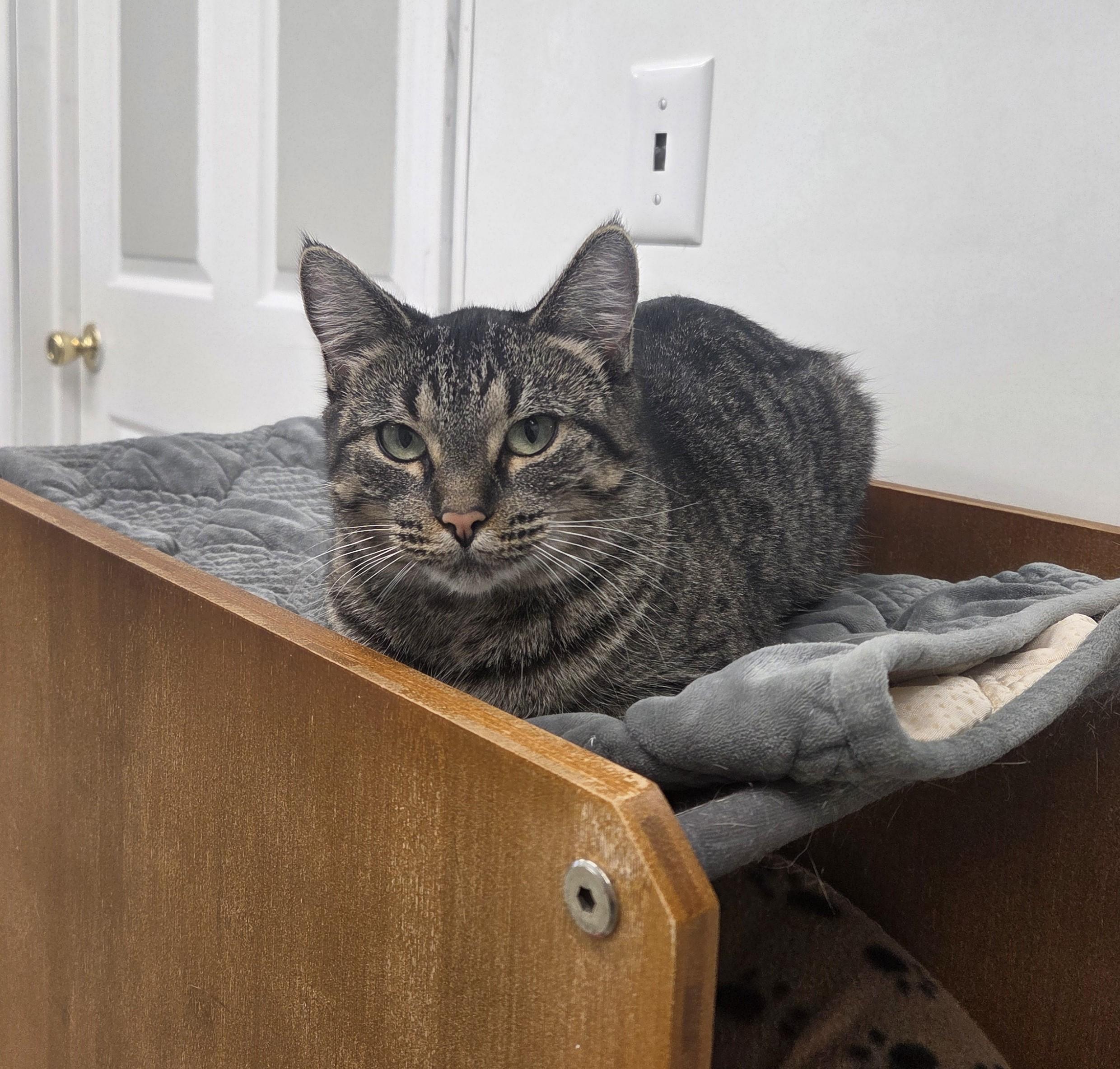 Cheerio, an adopted mixed breed in Carsonville, MI image 6/6