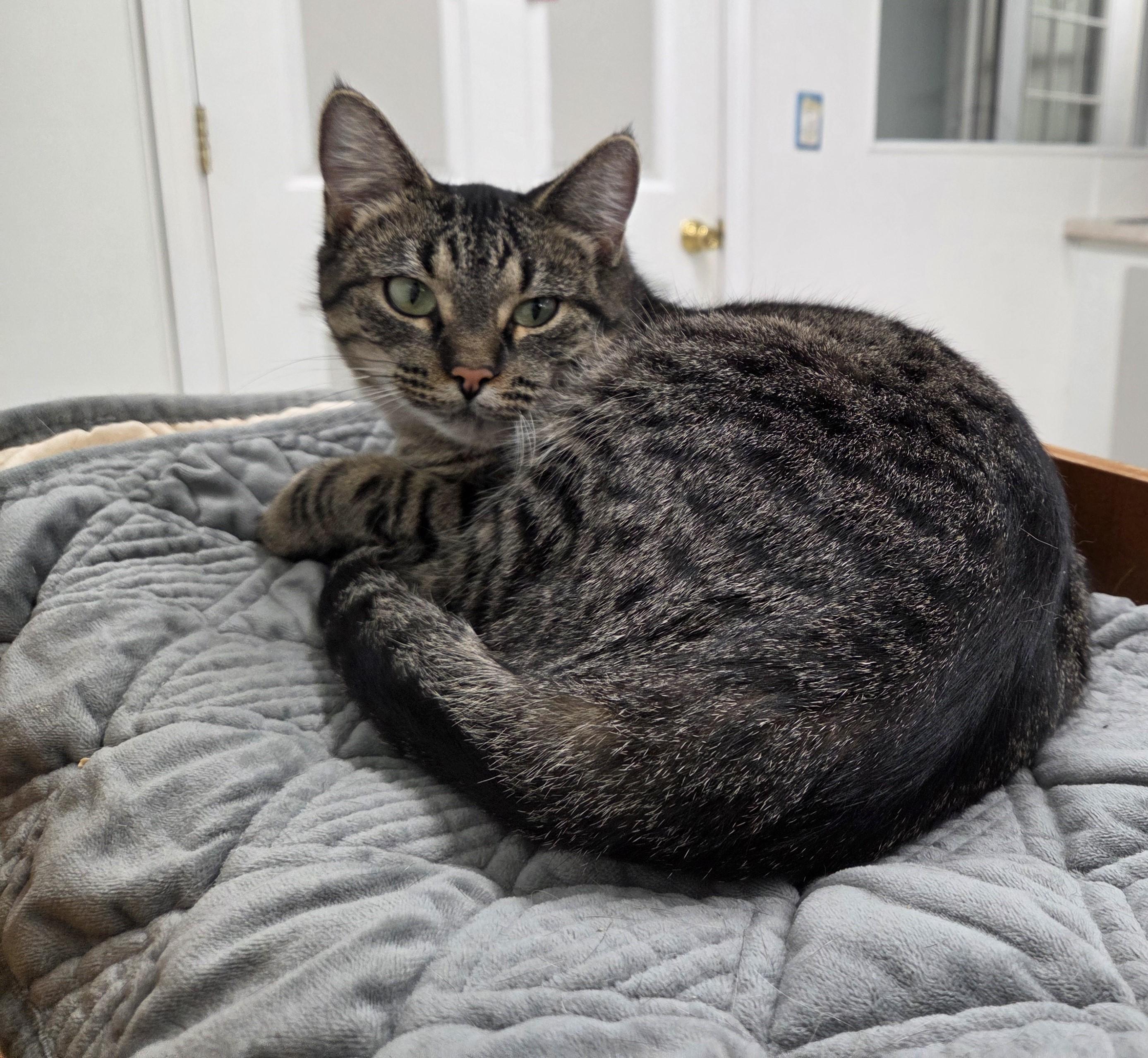 Cheerio, Adoptable, Adult Female Domestic Short Hair.