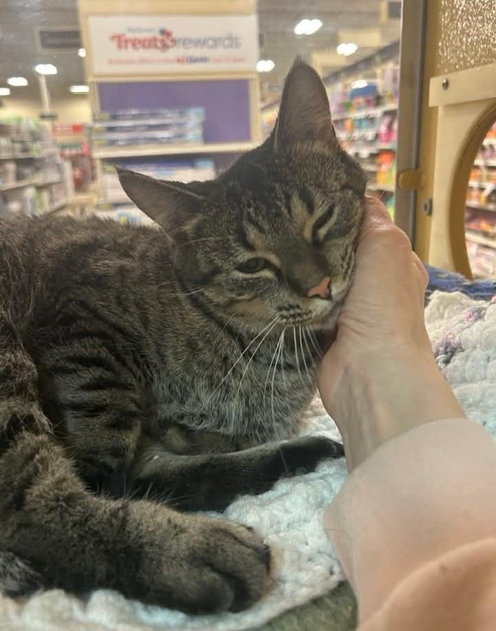 Cheerio, an adopted mixed breed in Carsonville, MI image 3/6