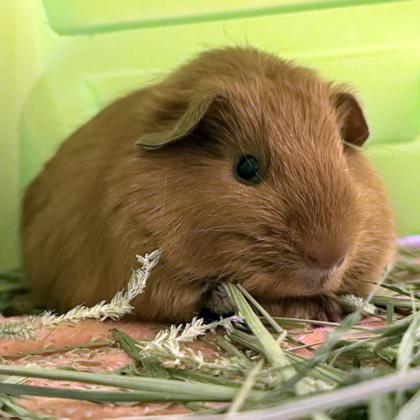 Beula (bonded w/ Cam), Adoptable, Adult Female Guinea Pig.