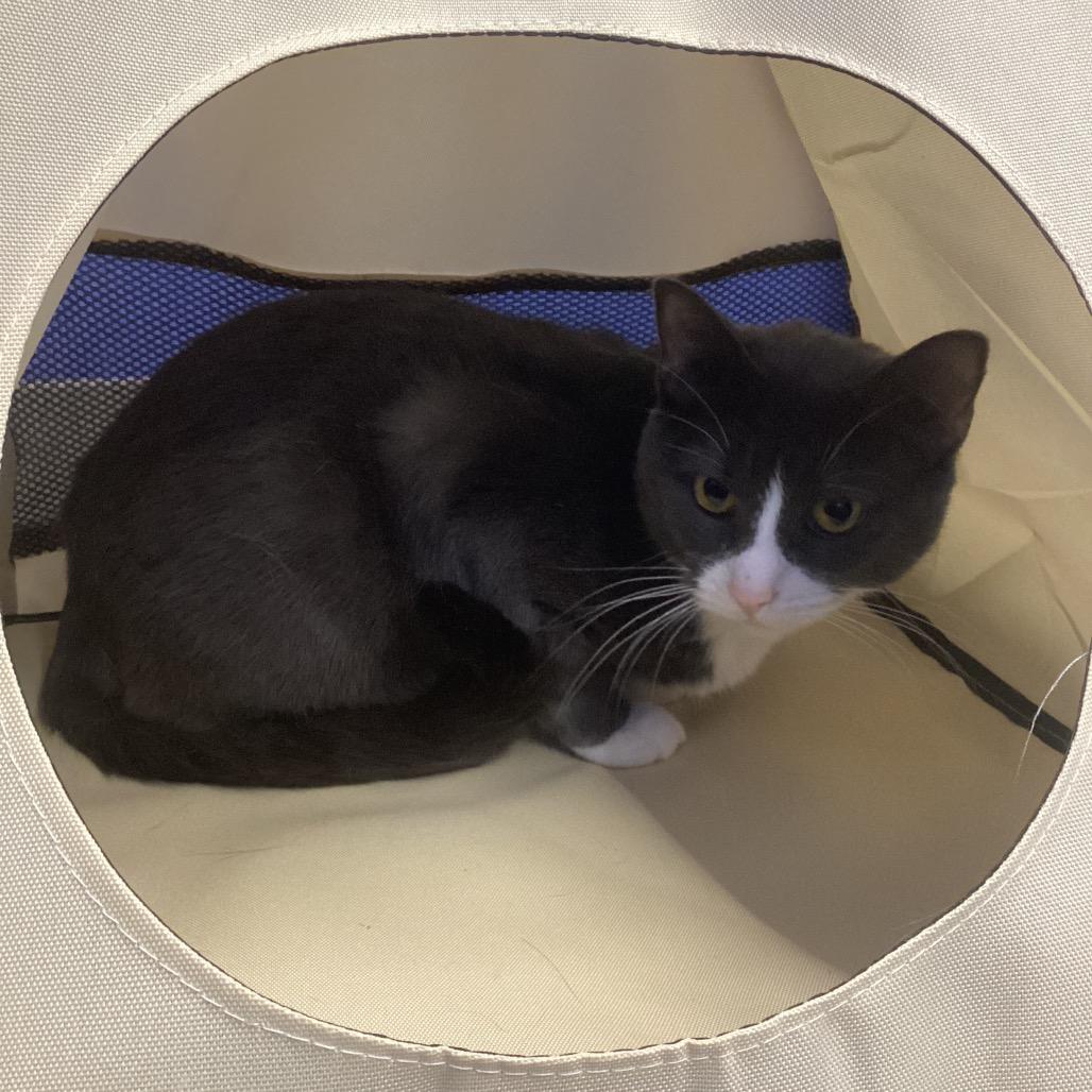 Bib, Adoptable, Adult Female Domestic Short Hair.