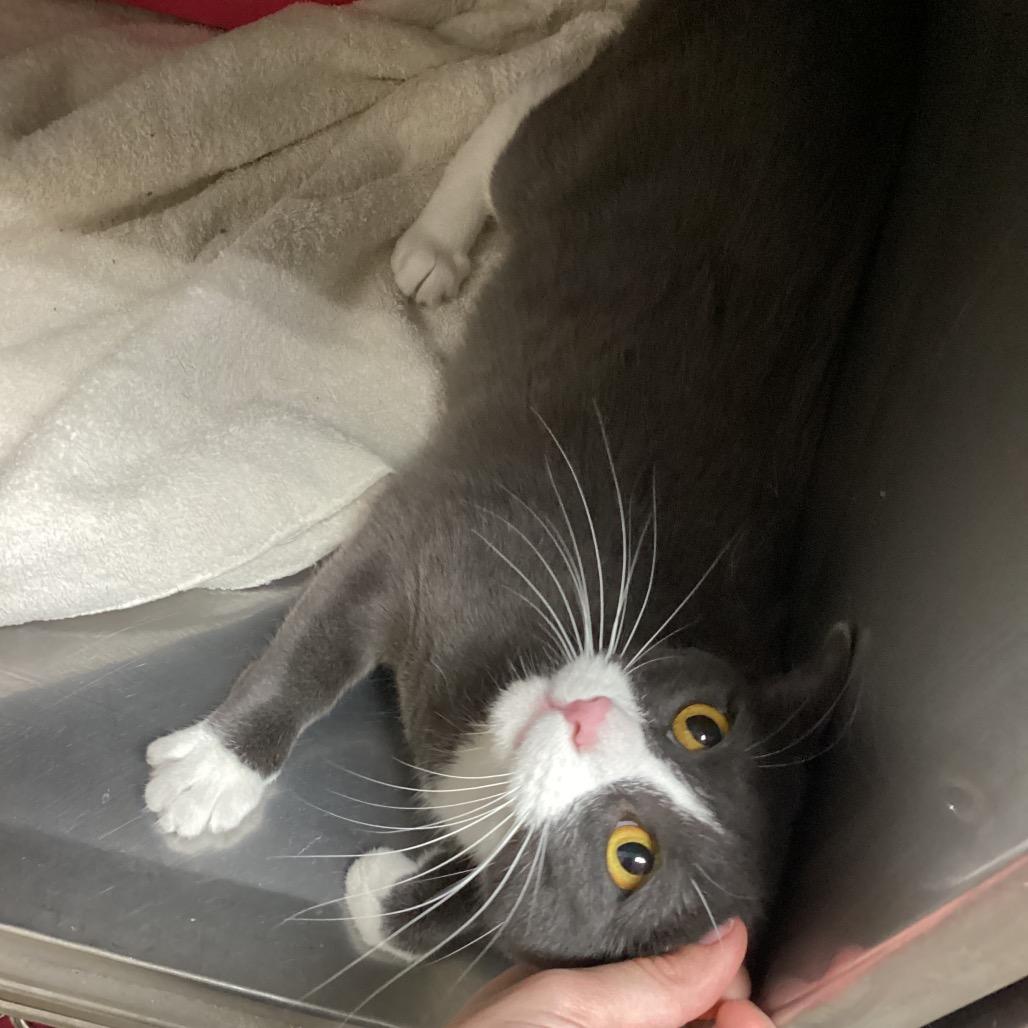 Bib, Adoptable, Adult Female Domestic Short Hair.