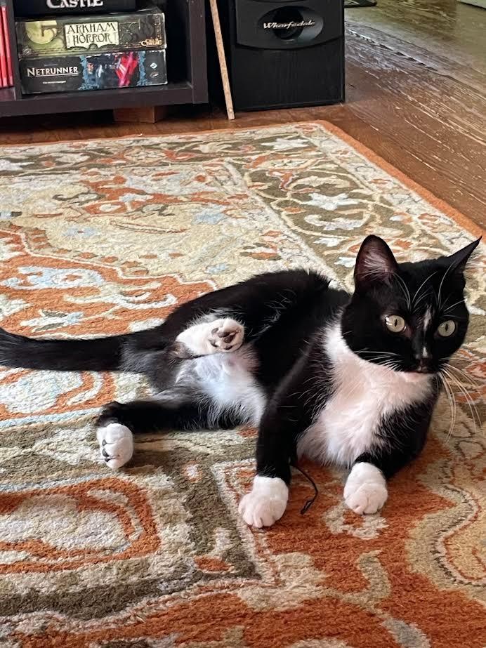 Enlarge Wilbur, a Adoptable mixed breed in Bloomington, IN image 4/4