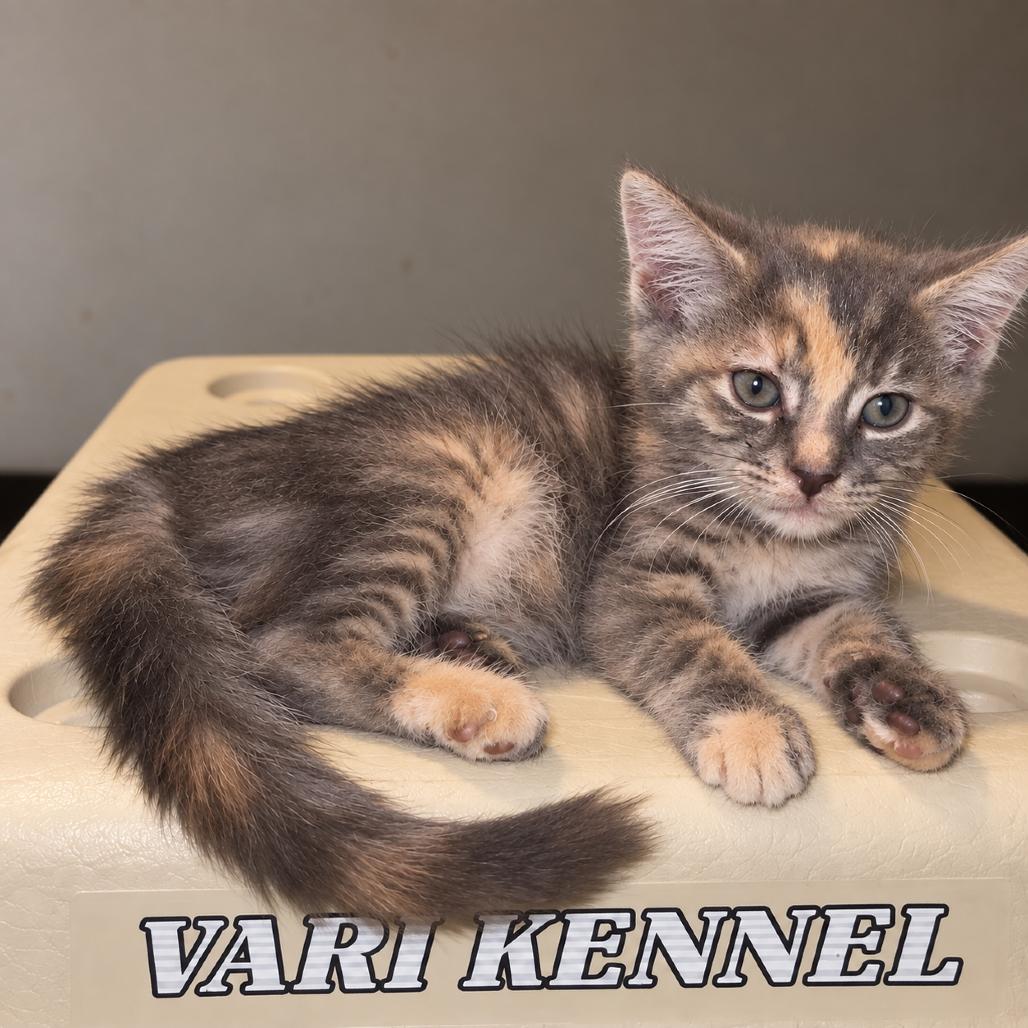 Nova, Adoptable, Kitten Female Domestic Short Hair.