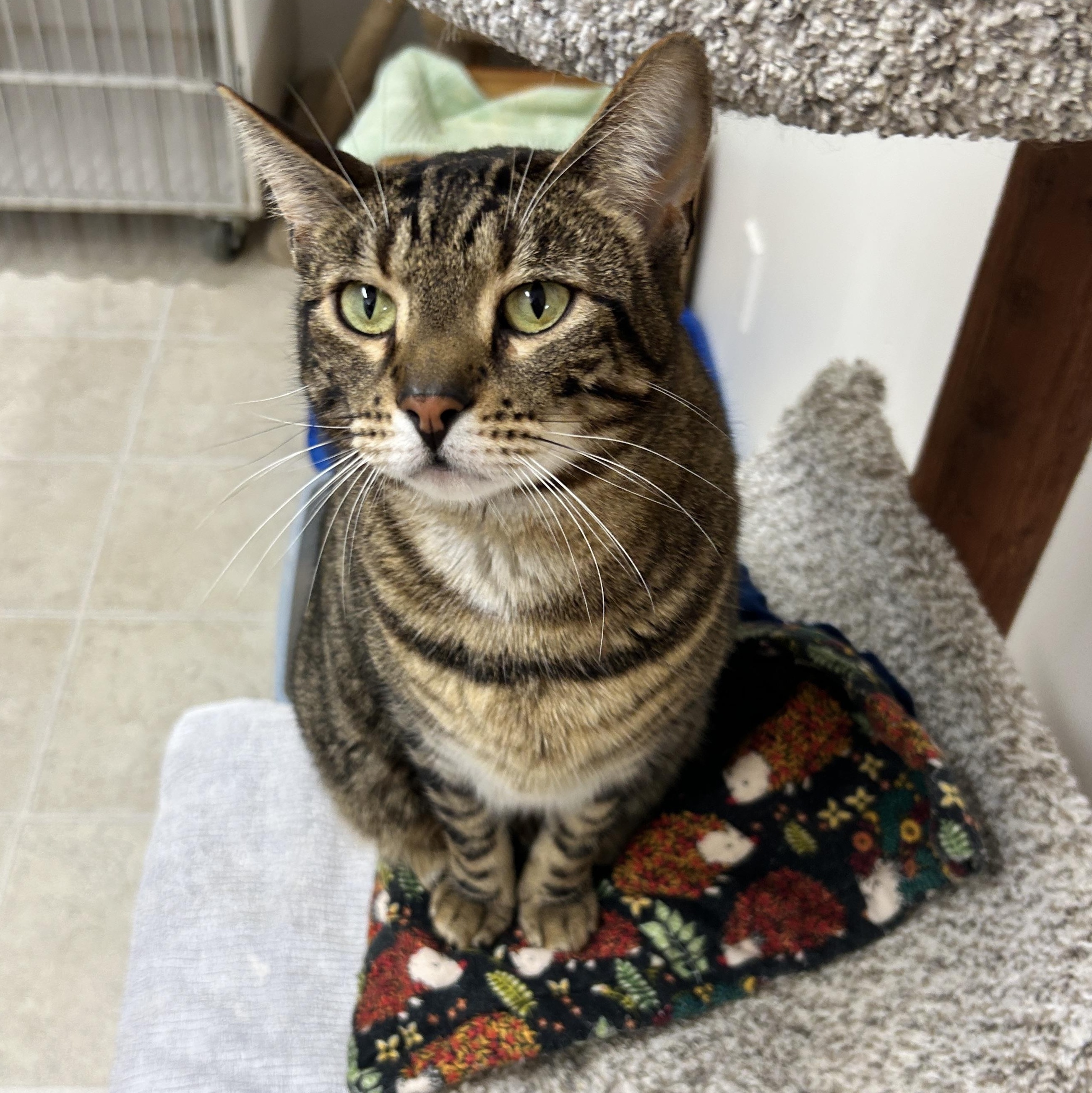 Hopcott (Bonded with McClure), Adoptable, Adult Female Domestic Short Hair.