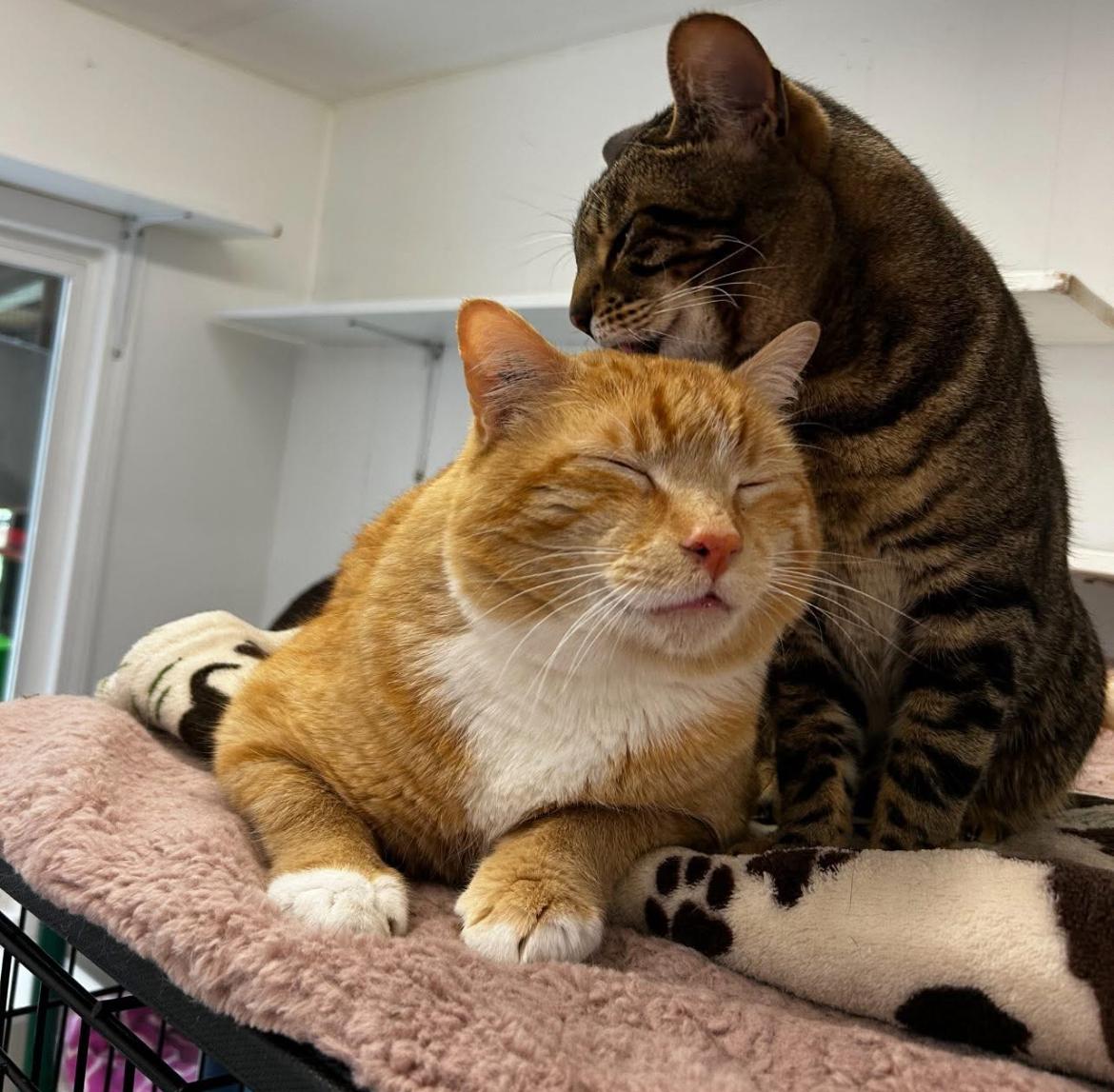 Hopcott (Bonded with McClure), a Adoptable Domestic Short Hair in Maple Ridge, BC image 5/6