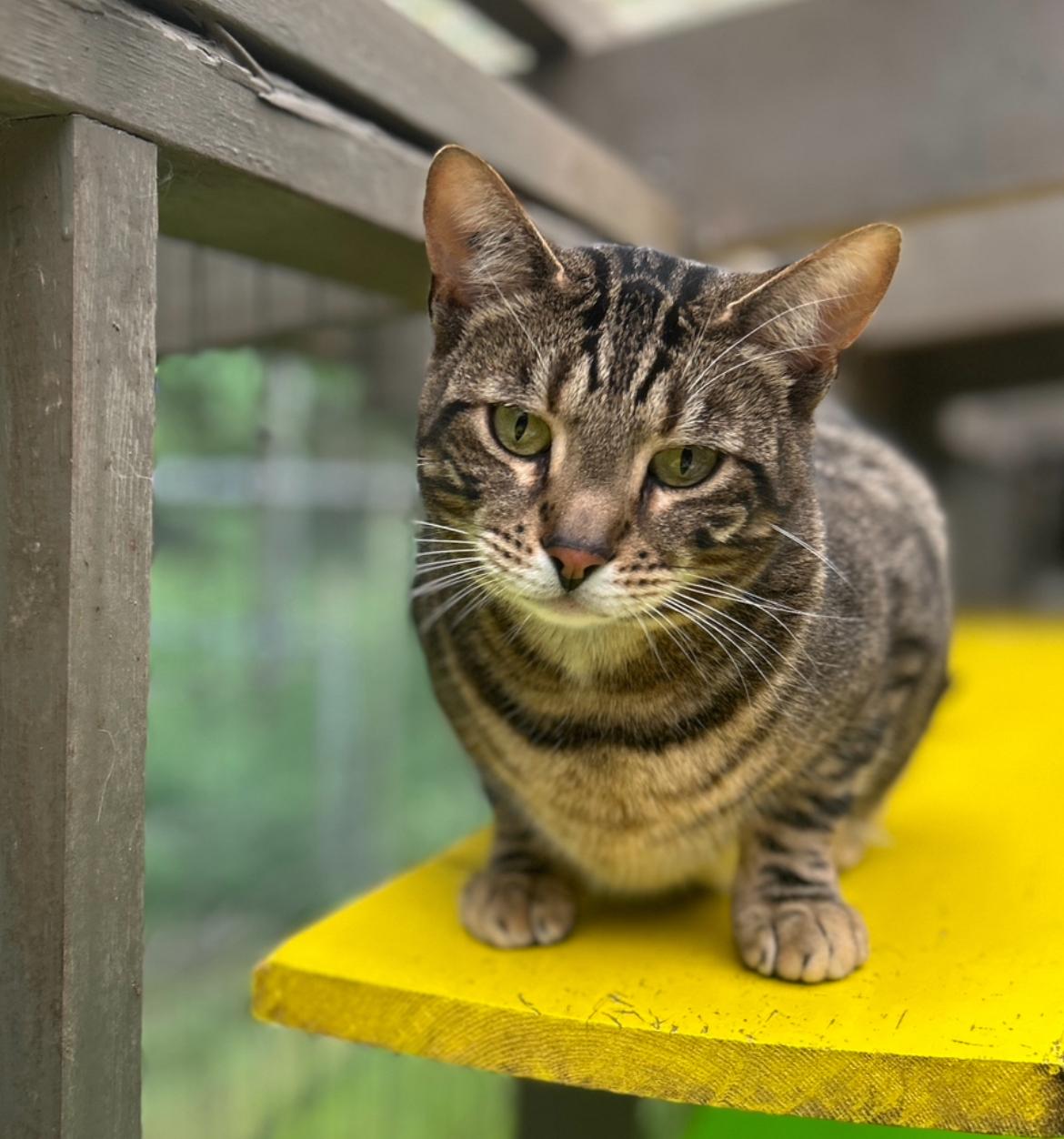 Hopcott (Bonded with McClure), a Adoptable Domestic Short Hair in Maple Ridge, BC image 3/6
