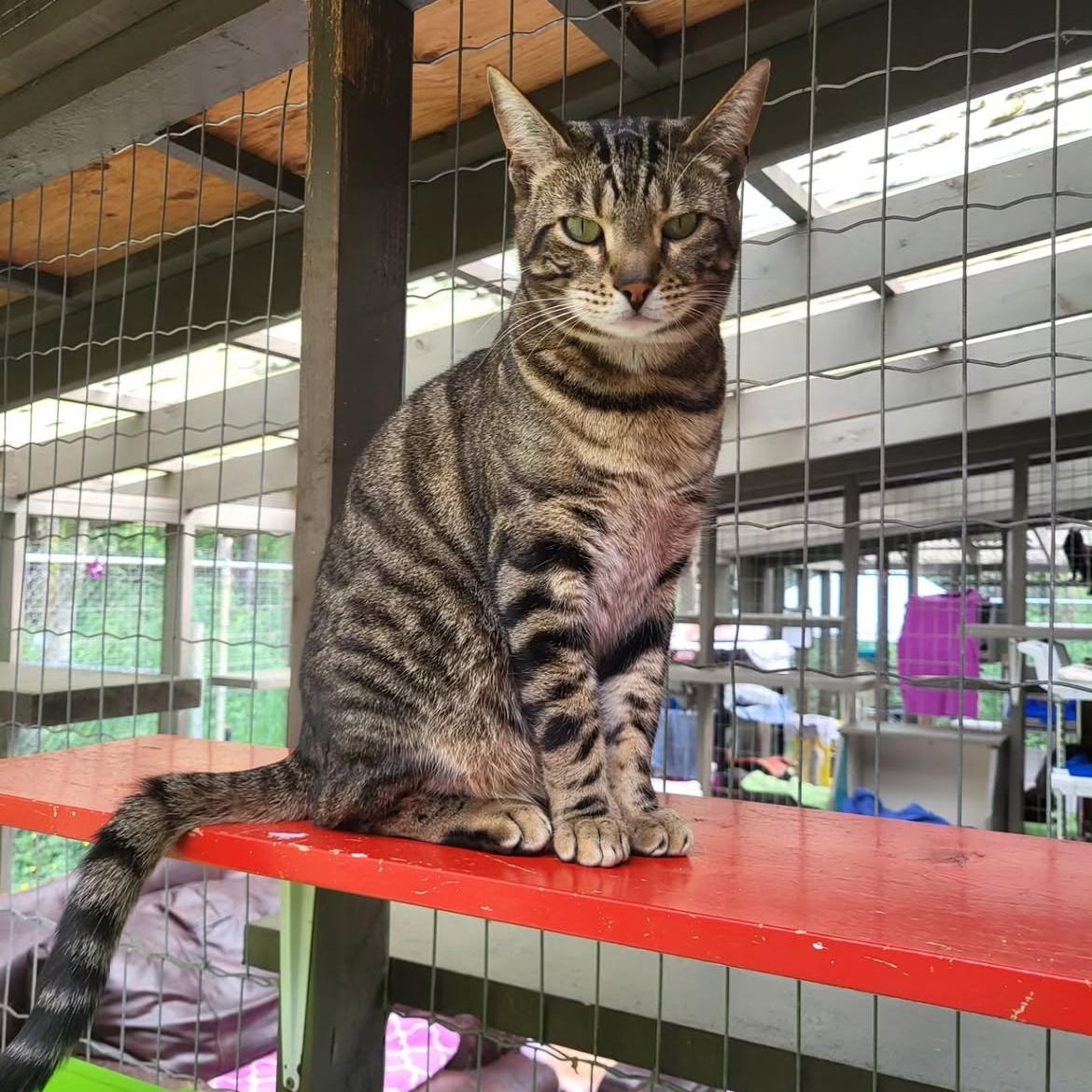 Hopcott (Bonded with McClure), a Adoptable Domestic Short Hair in Maple Ridge, BC image 4/6