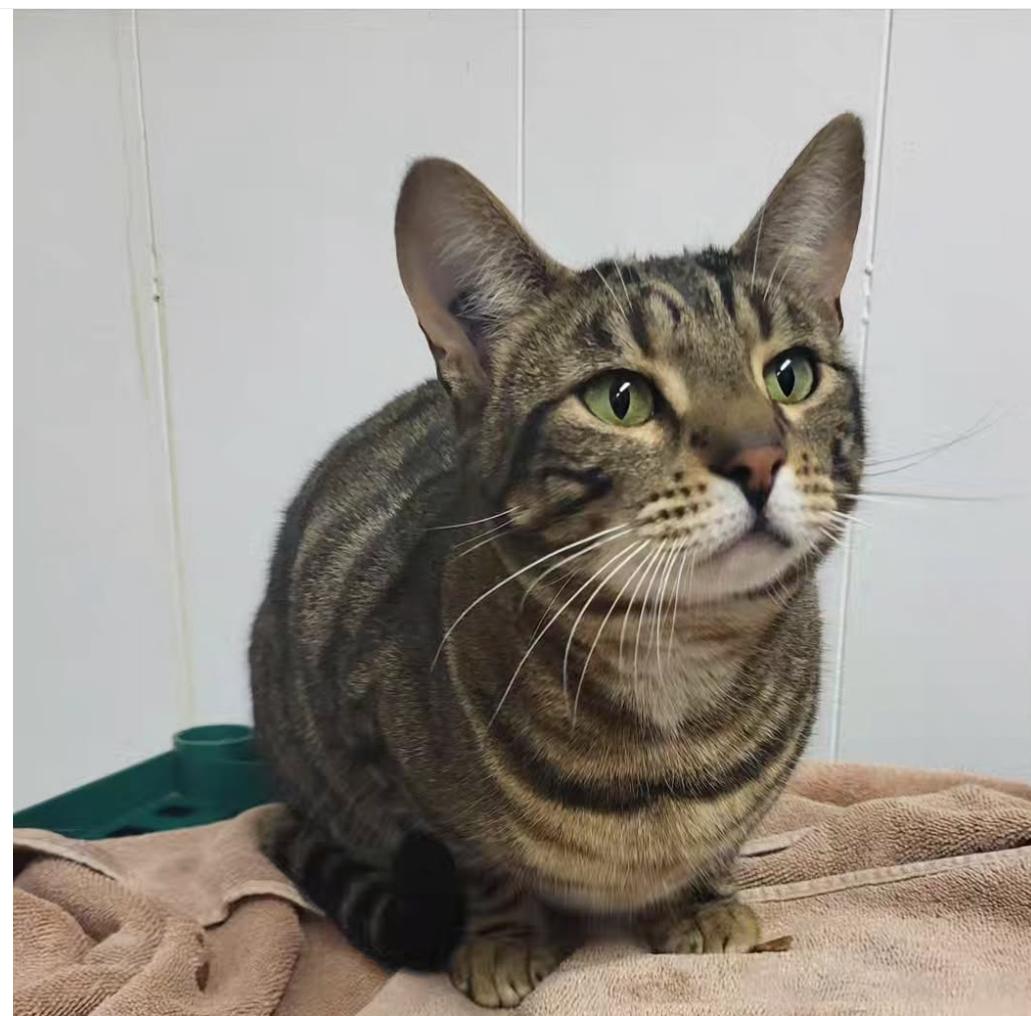 Hopcott (Bonded with McClure), a Adoptable Domestic Short Hair in Maple Ridge, BC image 6/6