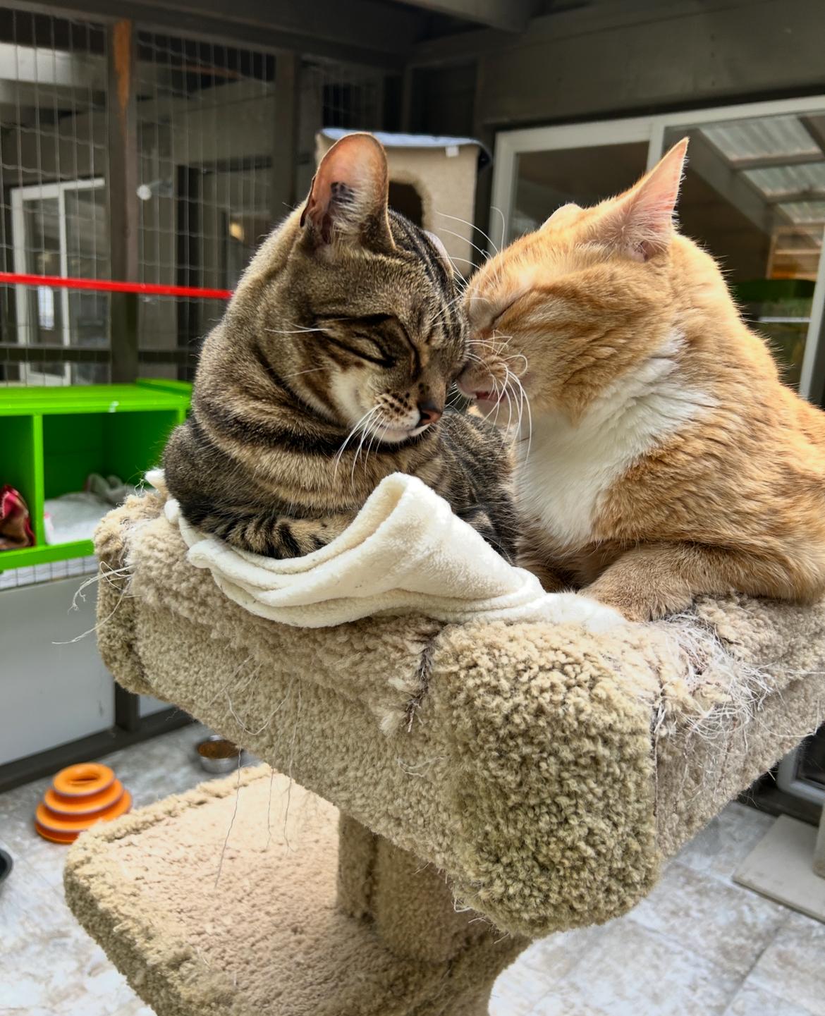 Hopcott (Bonded with McClure), a Adoptable Domestic Short Hair in Maple Ridge, BC image 2/6