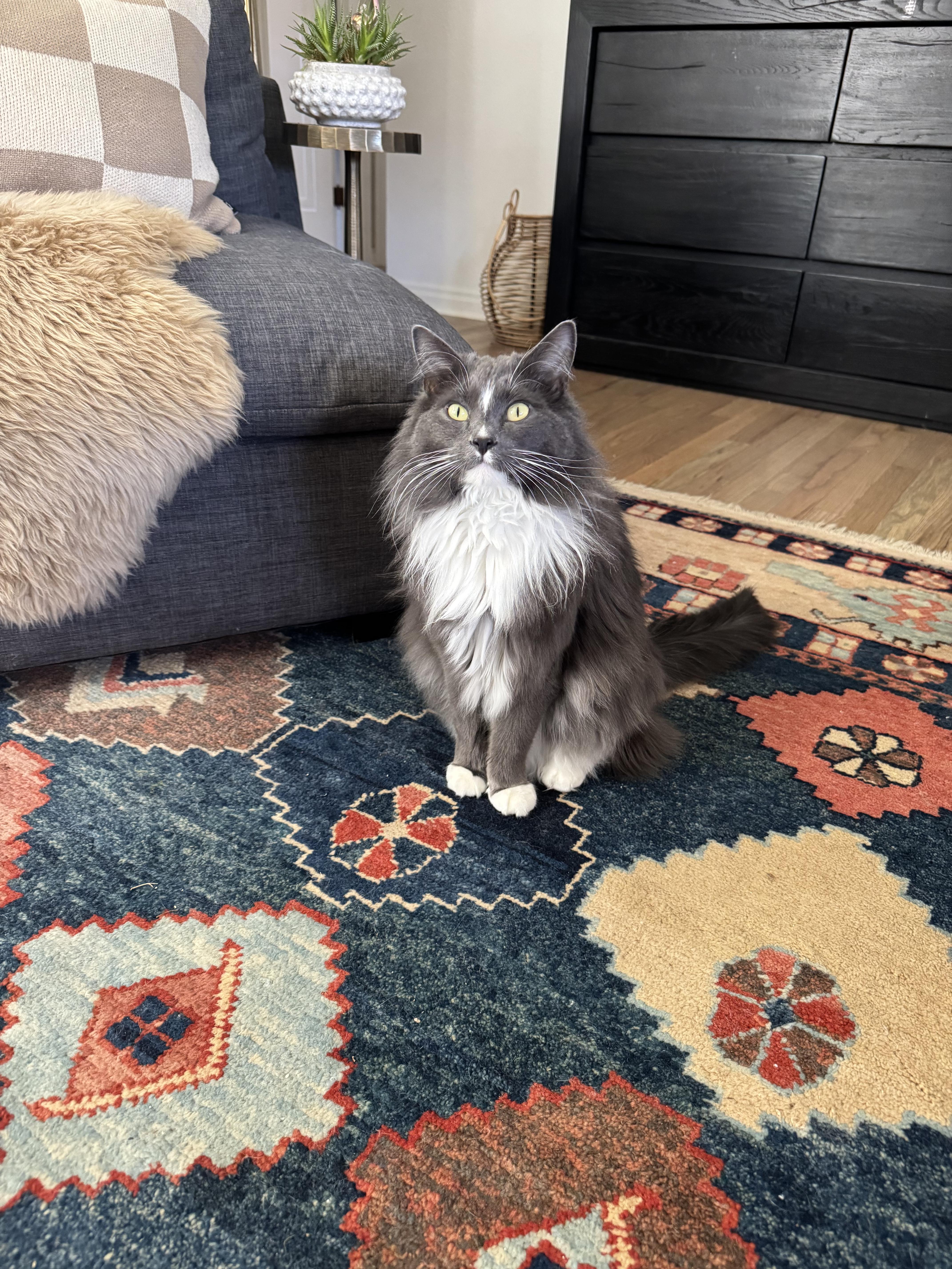 Enlarge Ezra, an adopted mixed breed in Lakewood, CO image 2/6