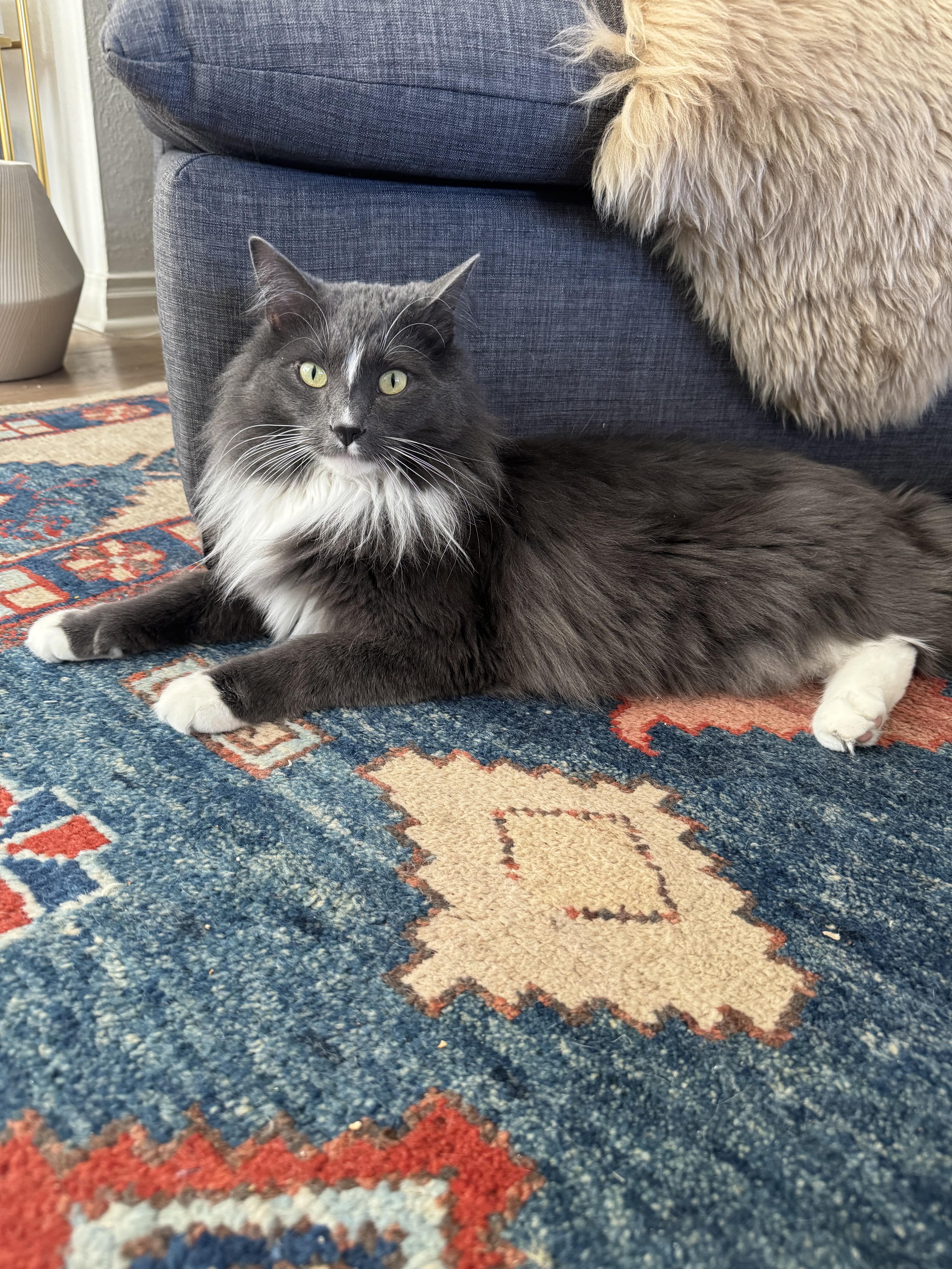 Enlarge Ezra, an adopted mixed breed in Lakewood, CO image 5/6