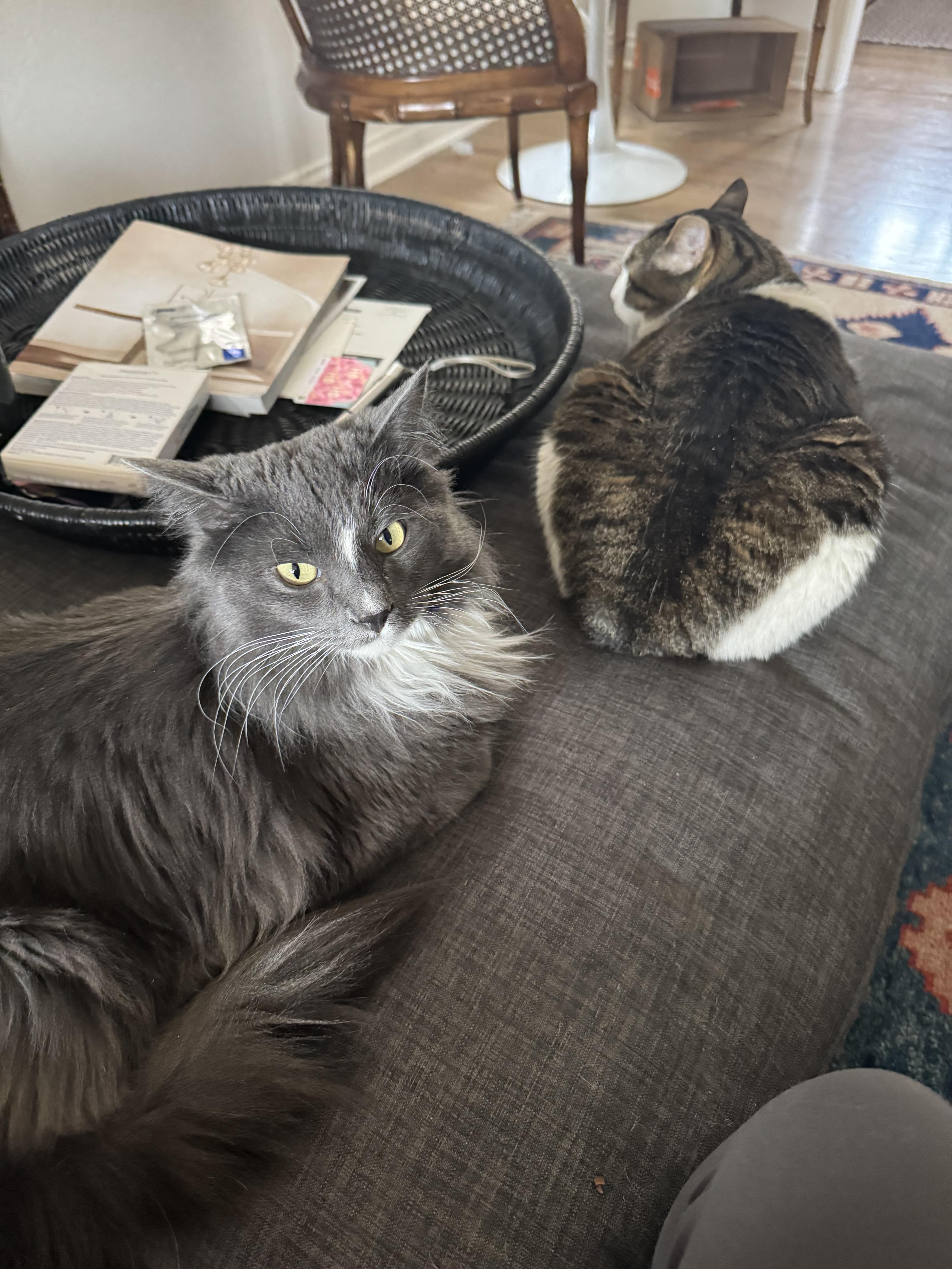 Enlarge Ezra, an adopted mixed breed in Lakewood, CO image 6/6