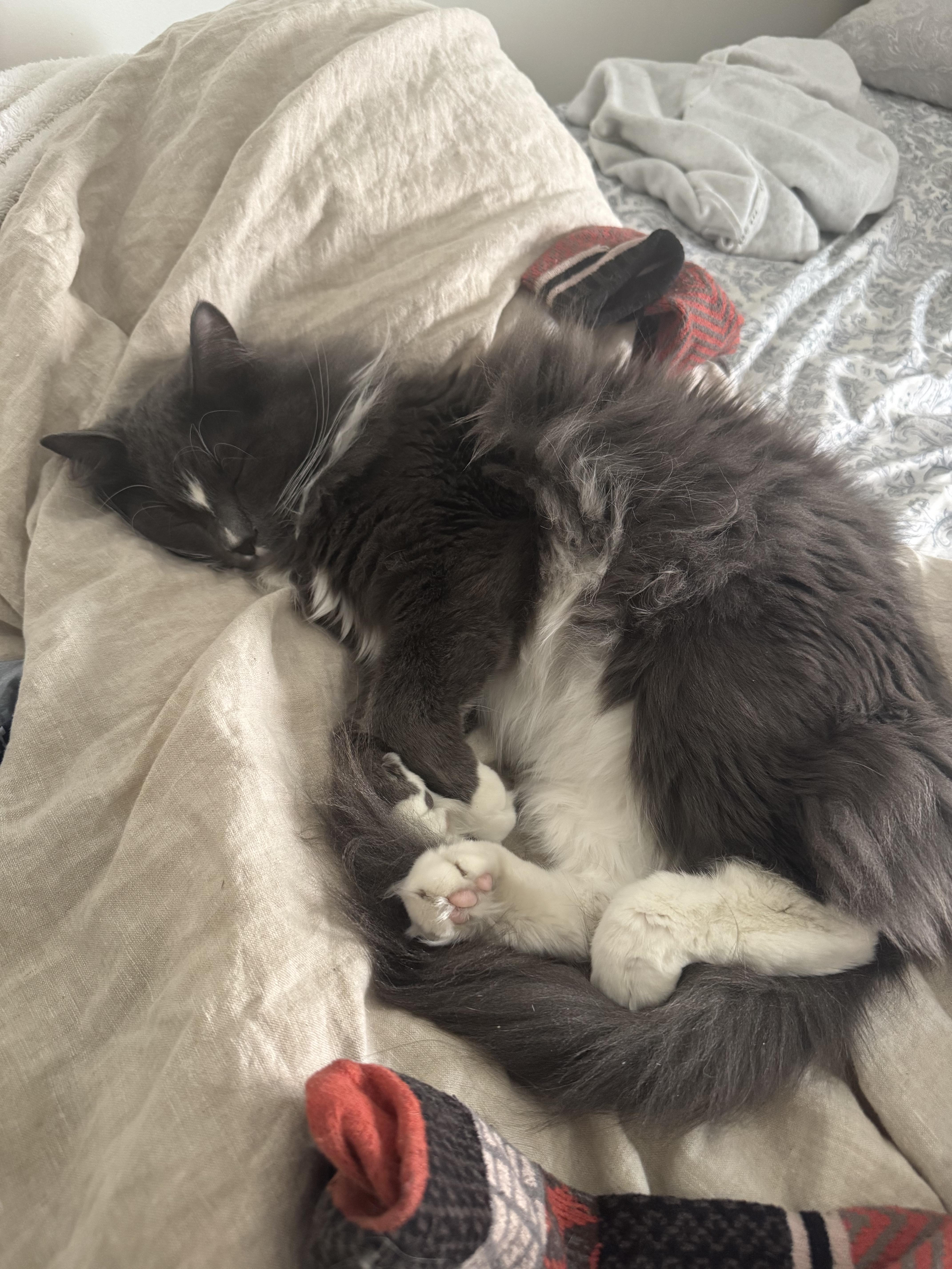 Enlarge Ezra, an adopted mixed breed in Lakewood, CO image 4/6