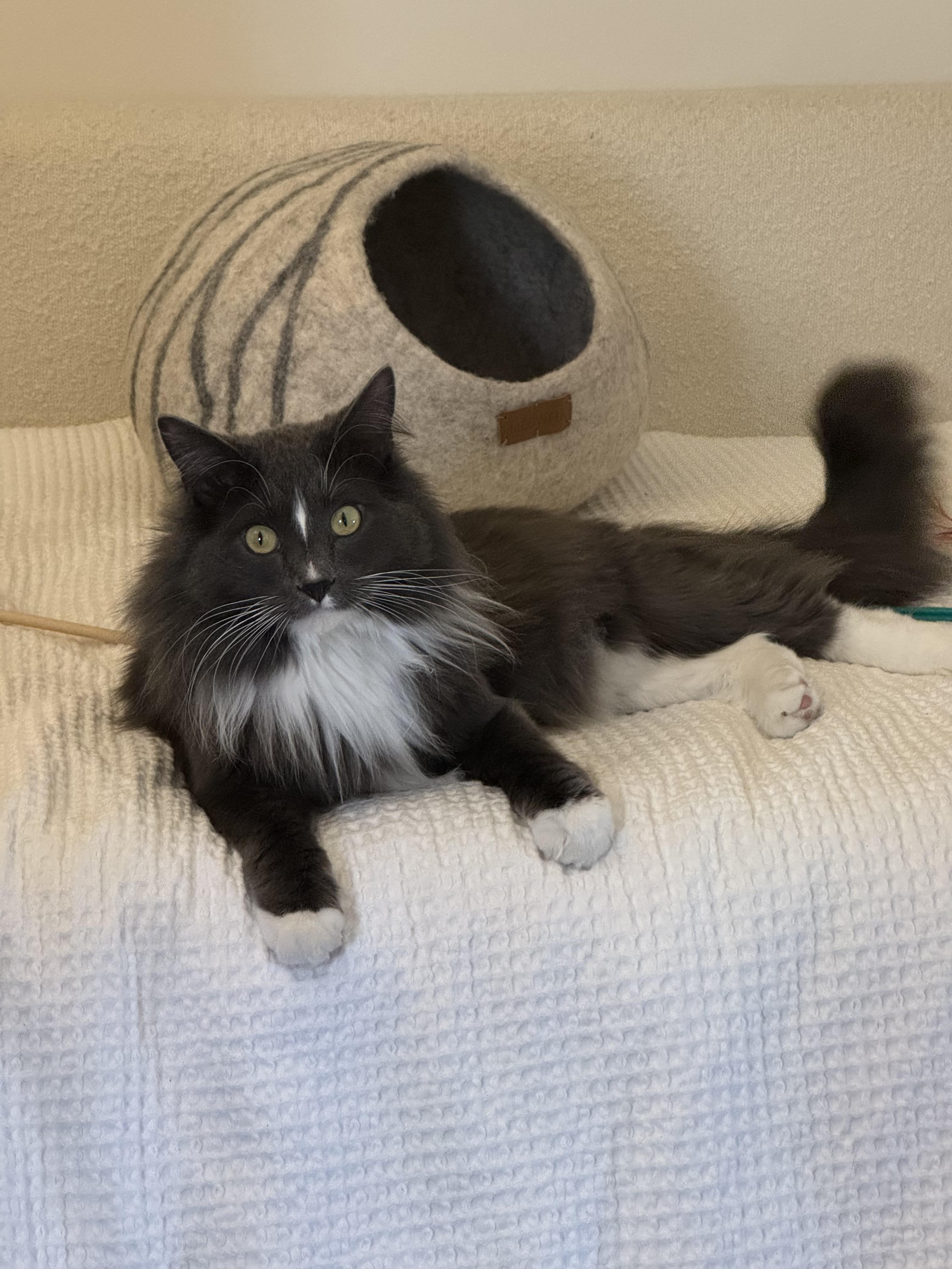 Ezra, adopted, Young Male Norwegian Forest Cat & Domestic Long Hair.