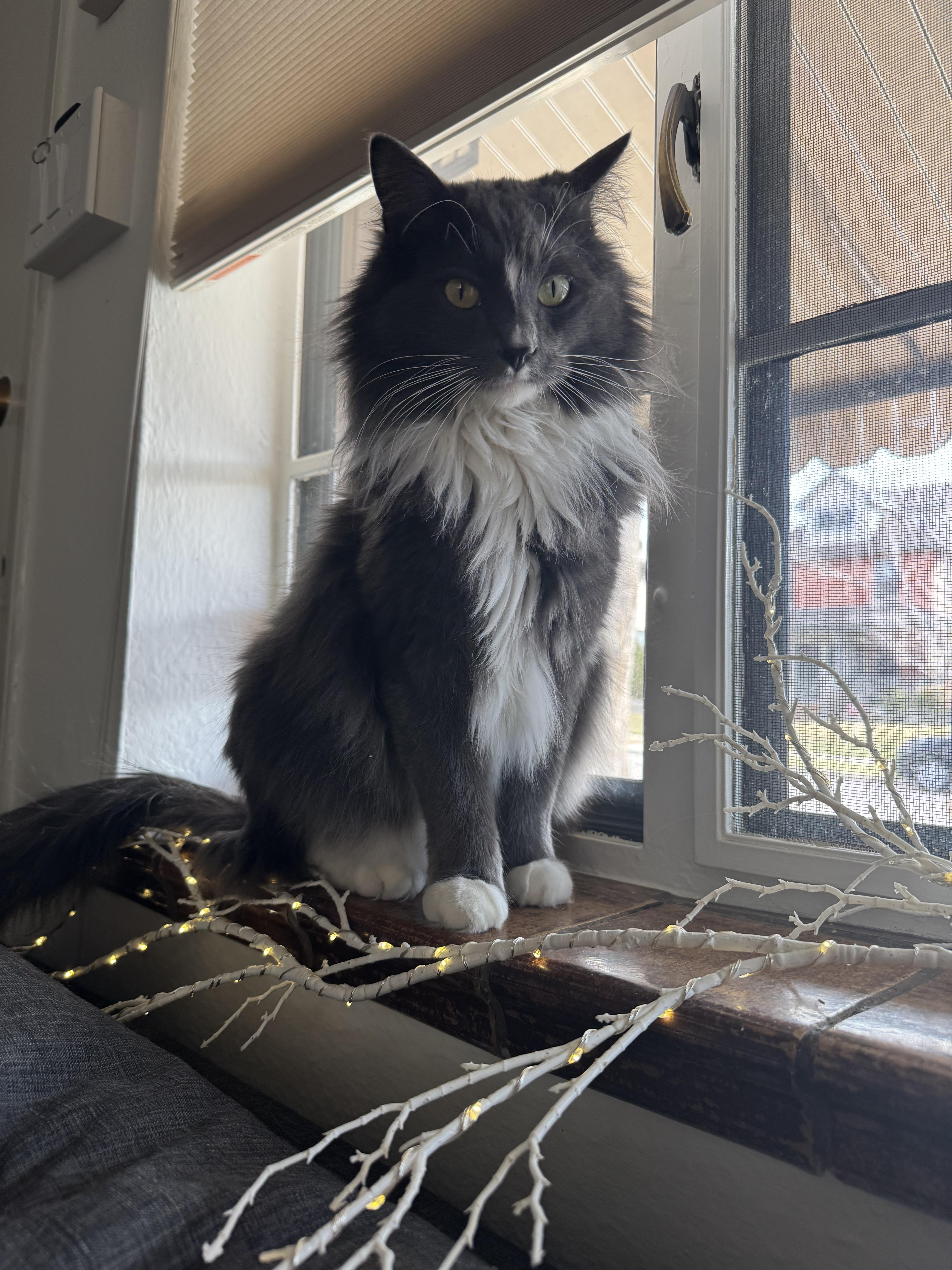 Enlarge Ezra, an adopted mixed breed in Lakewood, CO image 3/6