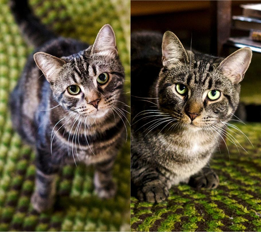 Harry & Lloyd, a Adoptable Domestic Short Hair in Wakefield, QC image 1/6