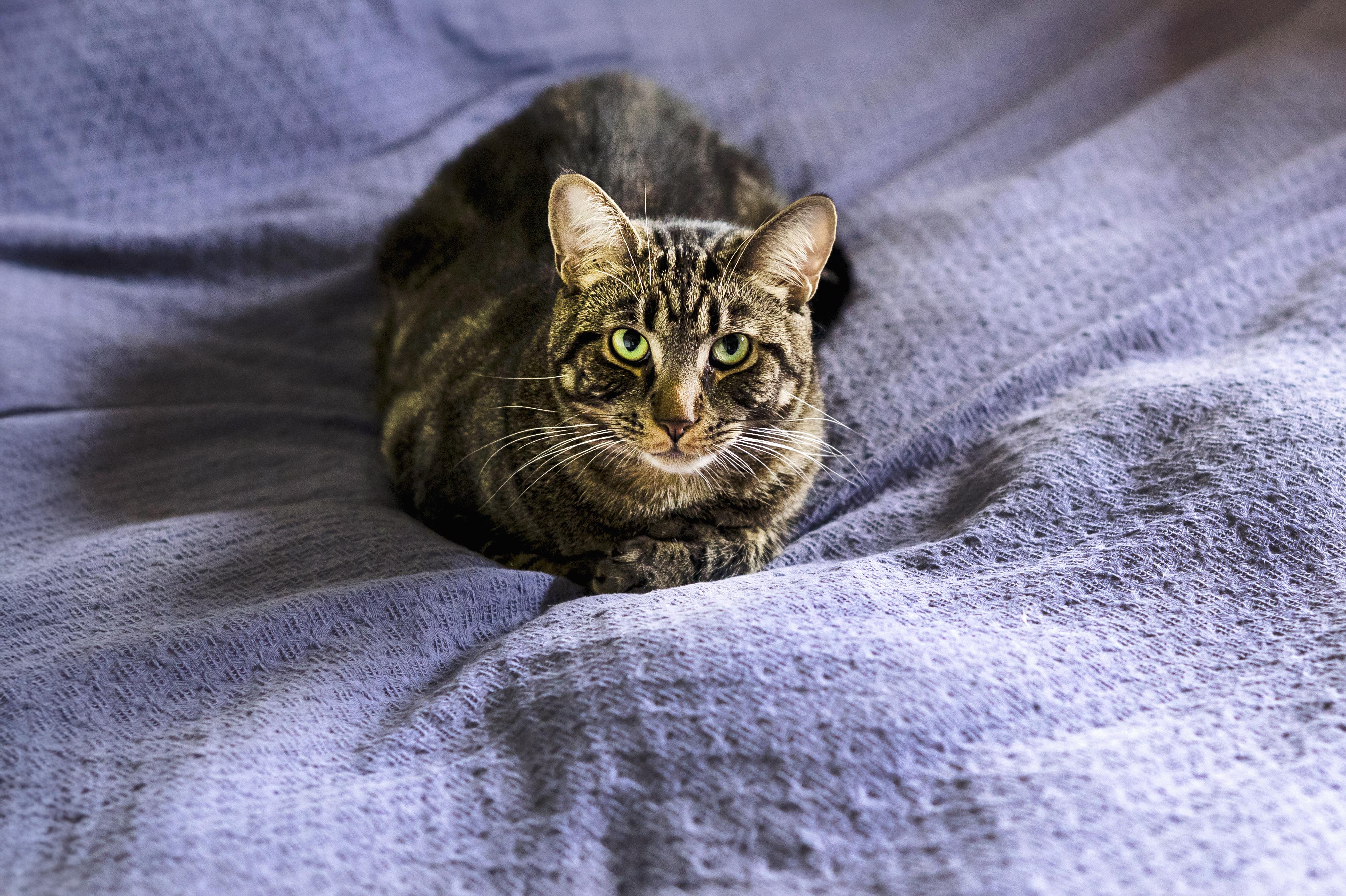 Harry & Lloyd, a Adoptable Domestic Short Hair in Wakefield, QC image 2/6