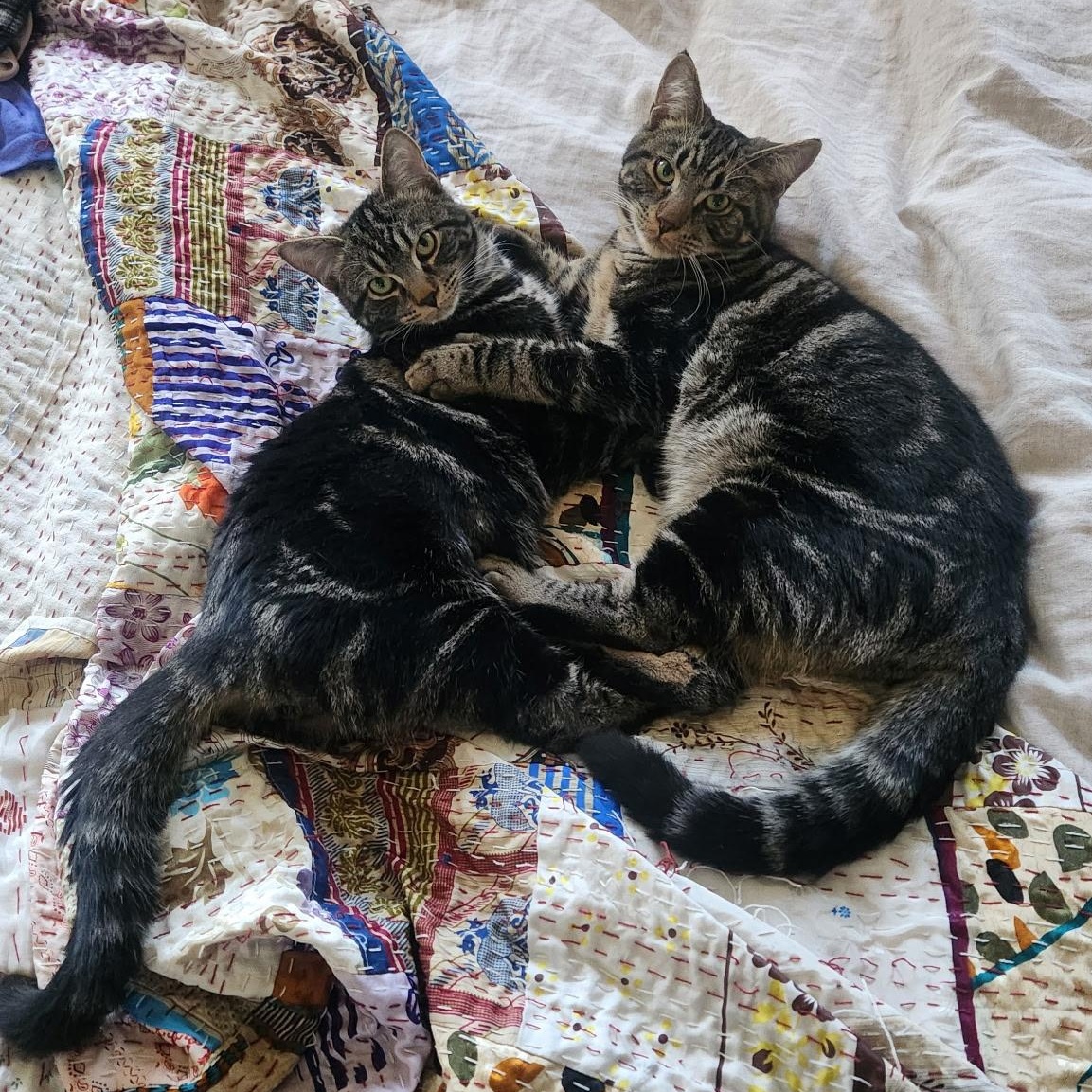 Harry & Lloyd, a Adoptable Domestic Short Hair in Wakefield, QC image 5/6