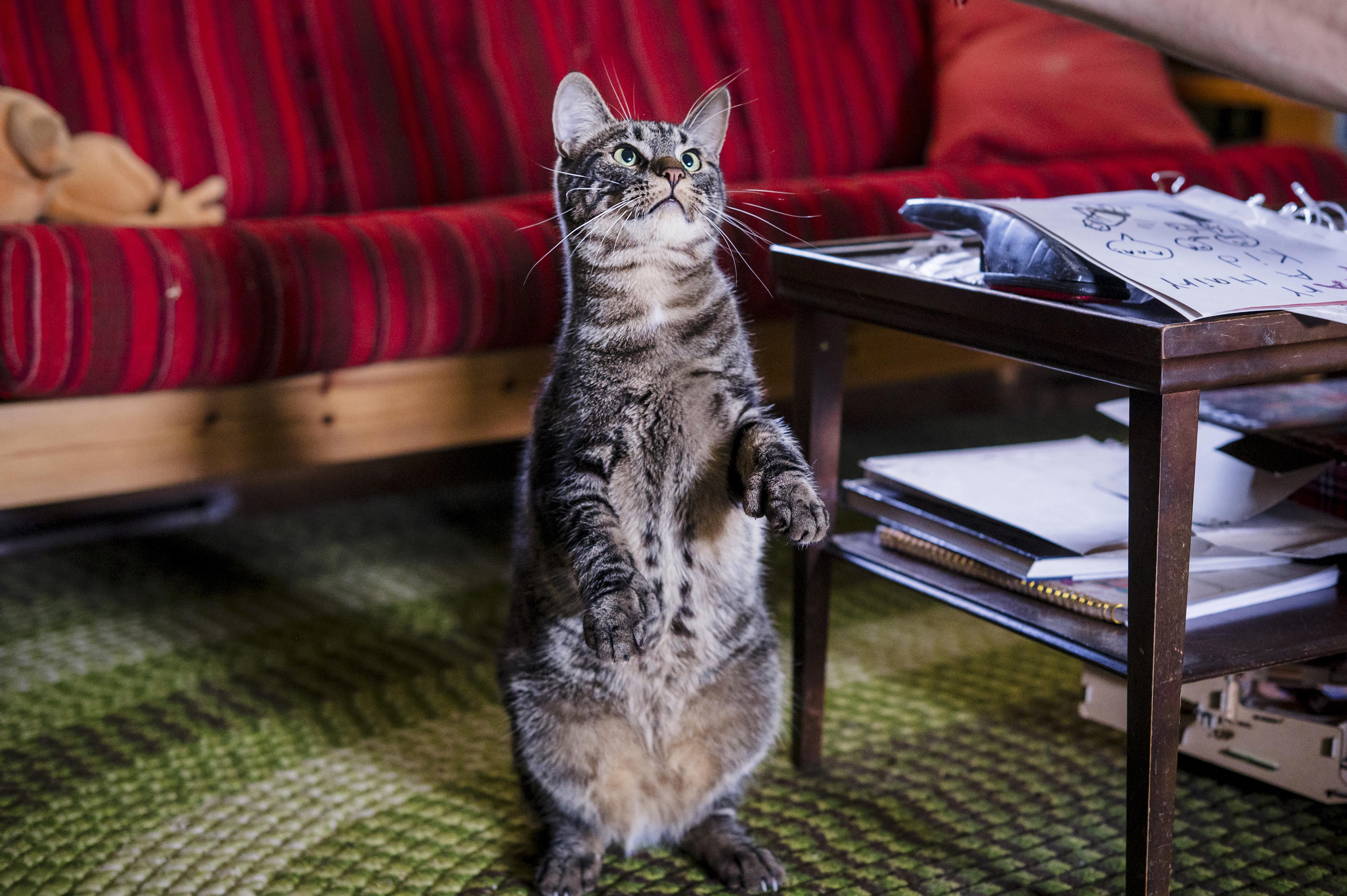 Harry & Lloyd, a Adoptable Domestic Short Hair in Wakefield, QC image 3/6