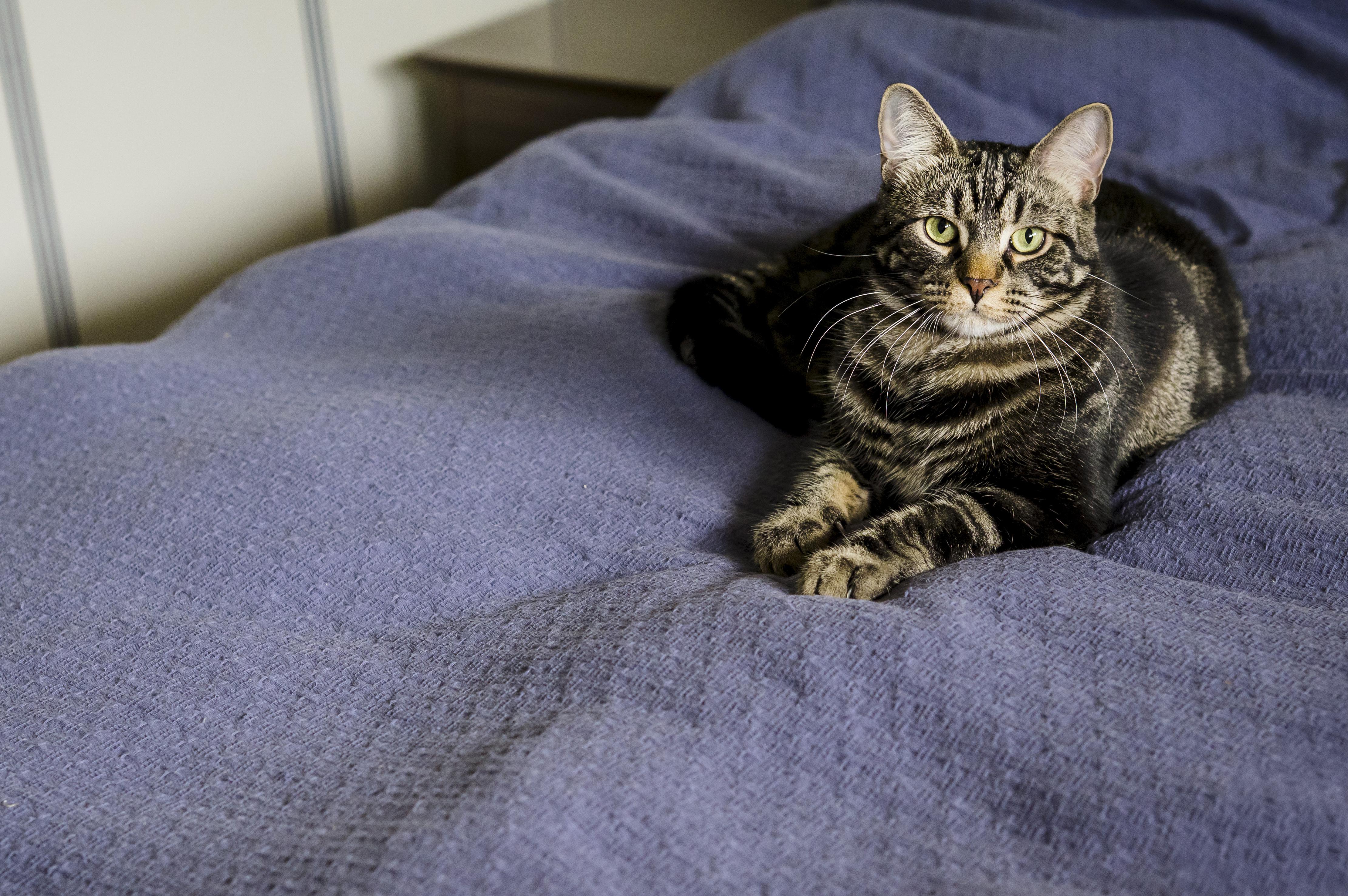 Harry & Lloyd, a Adoptable Domestic Short Hair in Wakefield, QC image 4/6