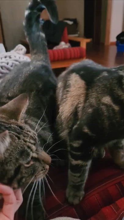 Enlarge Harry & Lloyd, a Adoptable Domestic Short Hair in Wakefield, QC video 6/6