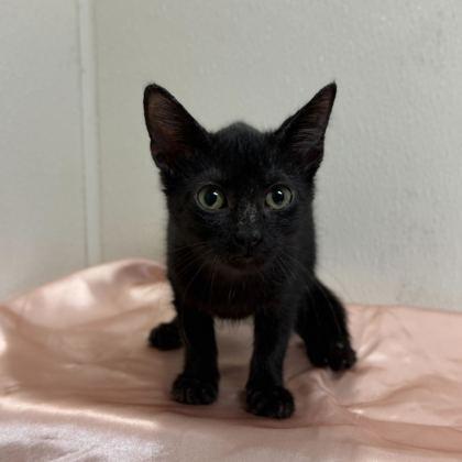 Enlarge Eggnog, a Adoptable mixed breed in Bryan, TX image 1/1