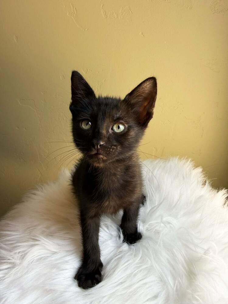 Famous Amos, a Adoptable mixed breed in tucson, AZ image 1/3